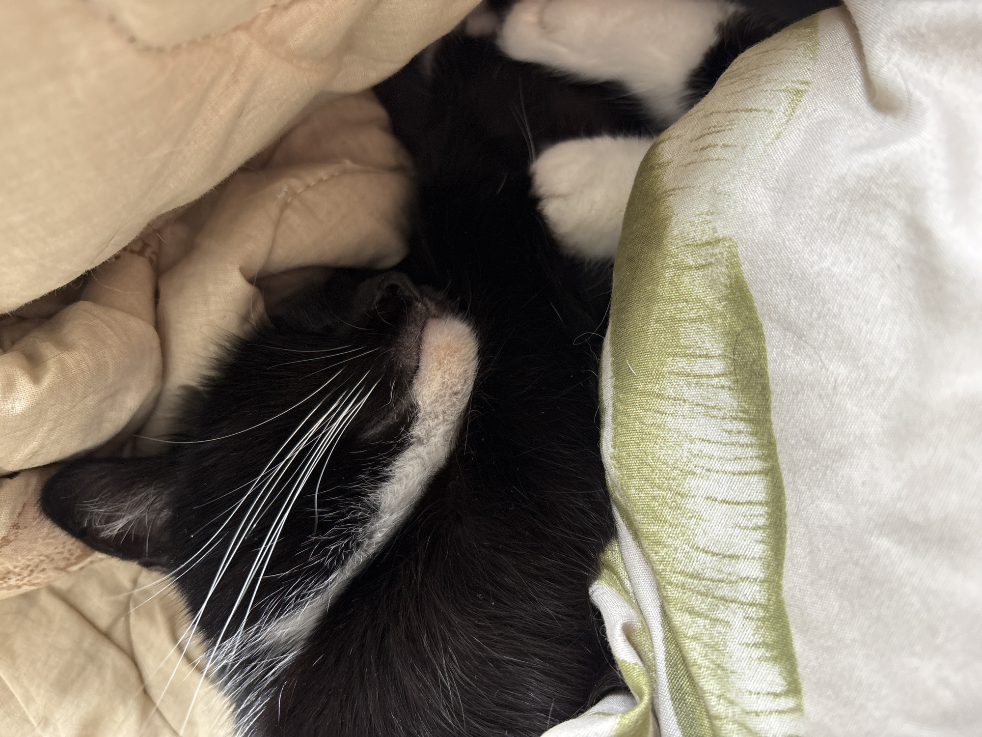 A black and white cat is sleeping under blankets. One blanket is a light tan color and the other blanket is white with green stripes. It is not possible to ascertain the location of this photo.