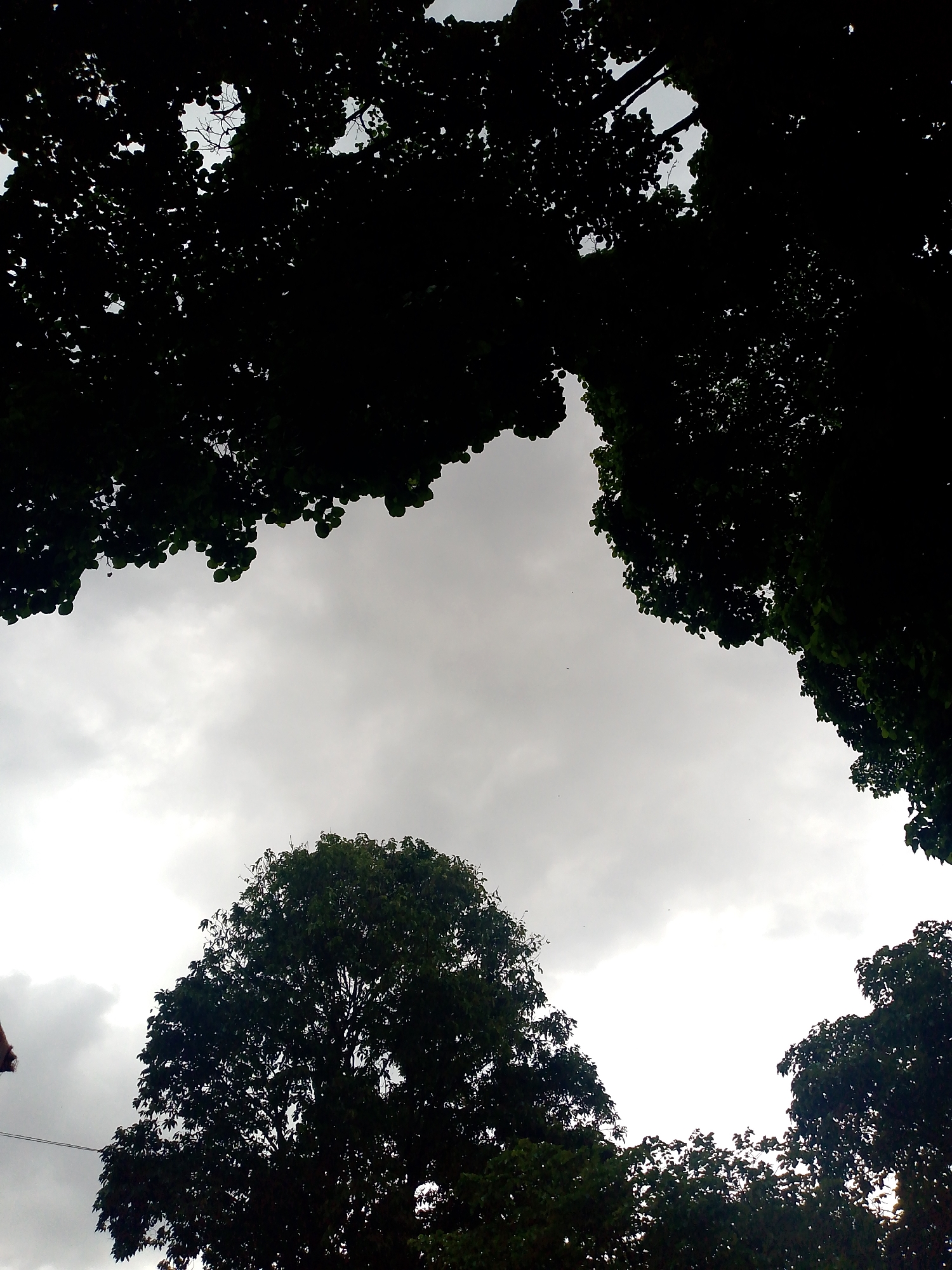 The image shows a view of the sky framed by tree foliage. The sky is overcast with grey clouds. The trees appear dark and silhouetted against the brighter sky. The vantage point is looking upwards. I have no information to help identify the location in Caracas, Venezuela.