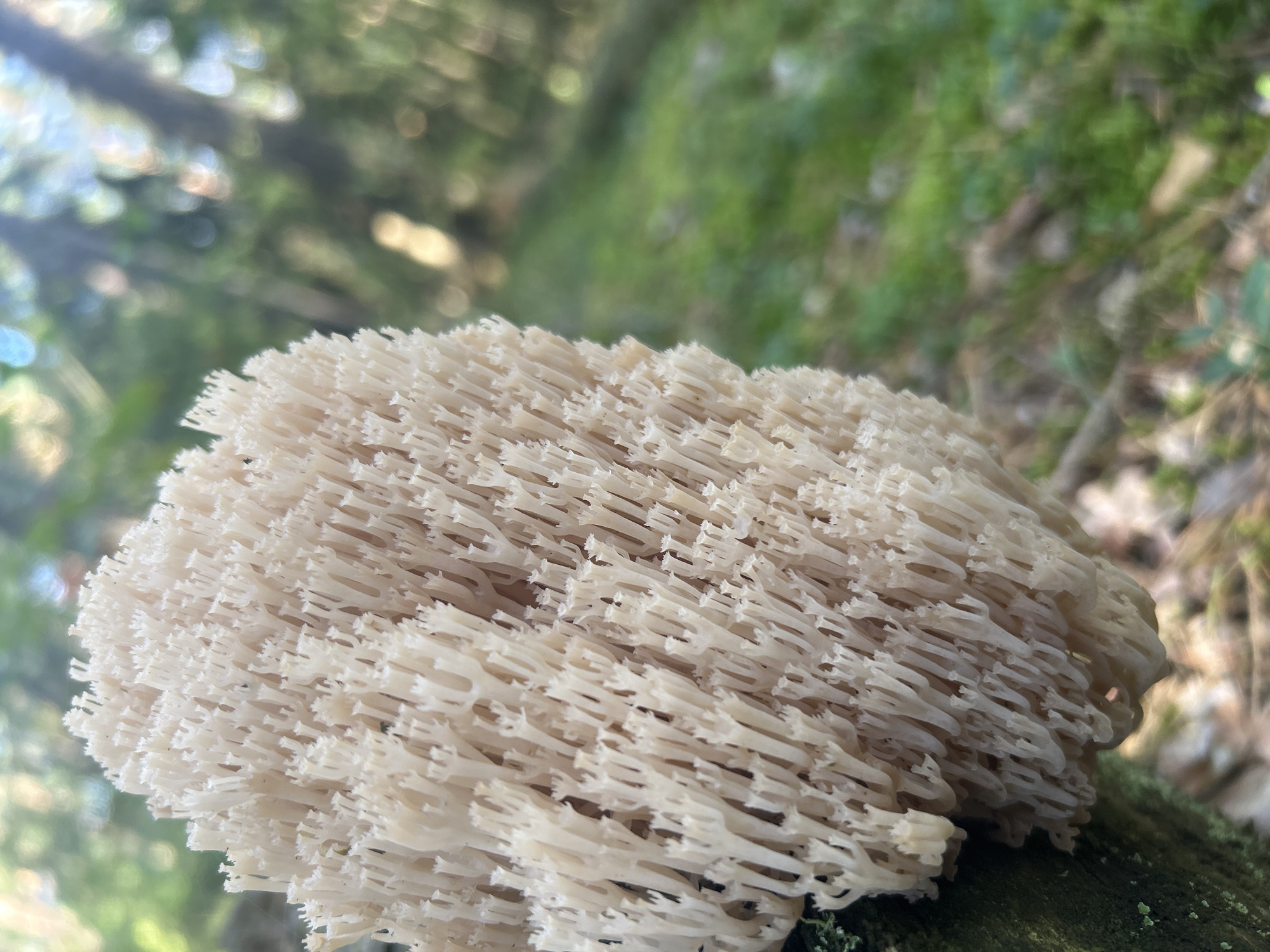 The image displays a close-up view of a white coral fungus (likely Ramaria formosa) growing on a moss-covered surface, possibly a fallen tree branch. The fungus has a complex, branching structure, resembling coral, with numerous finger-like projections. The background is blurred, showing a forest environment with green foliage and dappled sunlight filtering through trees. The image was taken in Brodowo, Poland. No people are visible in the image.