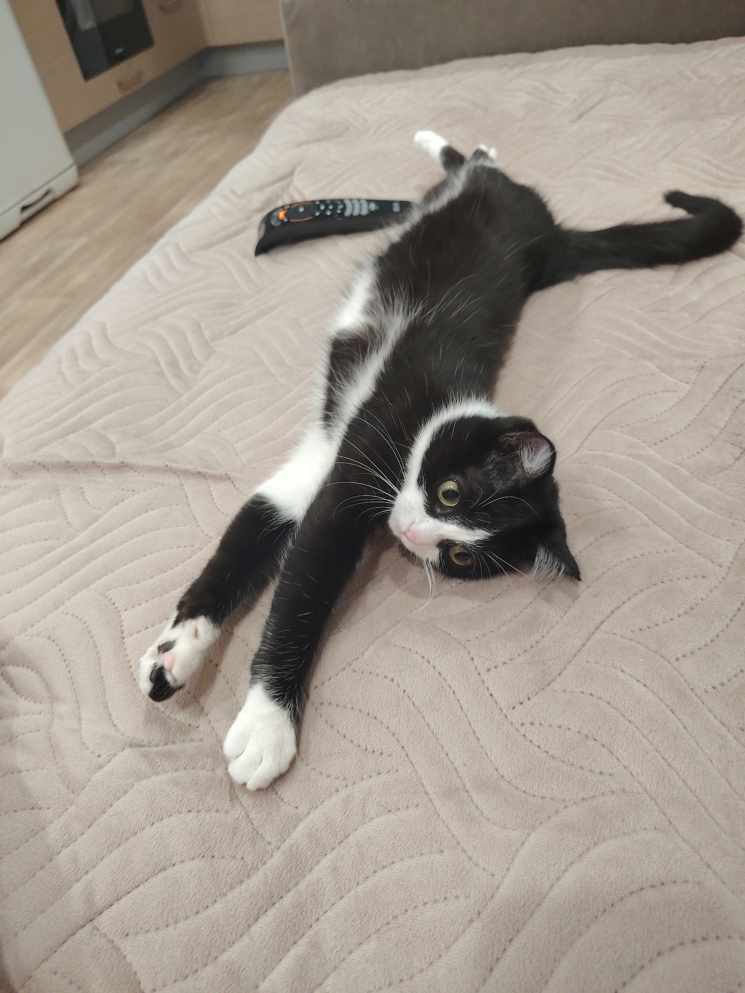 A black and white cat is lying on a light brown bed. The cat is stretched out, with its front paws extended forward and its back legs extended backward. A black remote control is lying on the bed next to the cat. The location is a residence in the city of Unknown, Unknown.