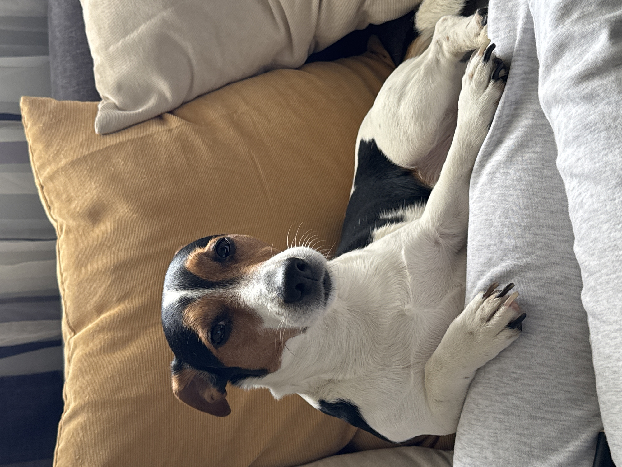 This indoor image features a small, tri-colored dog, likely a Jack Russell Terrier or similar breed, lying comfortably on soft furnishings. The dog has a predominantly white coat with distinctive black patches on its body and ears, and brown markings above its eyes, giving it a striking appearance. Its face, with a black nose and alert dark eyes, is directed towards the viewer, conveying a calm and curious expression.
The dog is nestled on a golden-brown or mustard-yellow corduroy pillow, which occupies a significant portion of the left side of the frame. Another lighter, possibly beige, corduroy pillow is partially visible in the upper left background. To the right of the dog, a light grey, heathered fabric item, possibly part of clothing or a blanket, is visible, with the dog's paws resting gently upon it.
The scene depicts a moment of relaxation or rest, with the dog making direct eye contact with the camera. The lighting suggests an indoor setting, but there are no specific cues to indicate the time of day or weather. No text is visible within the image. While the exact location is not discernable from the visual elements, the context provided indicates this scene takes place in Sofia, Bulgaria.
