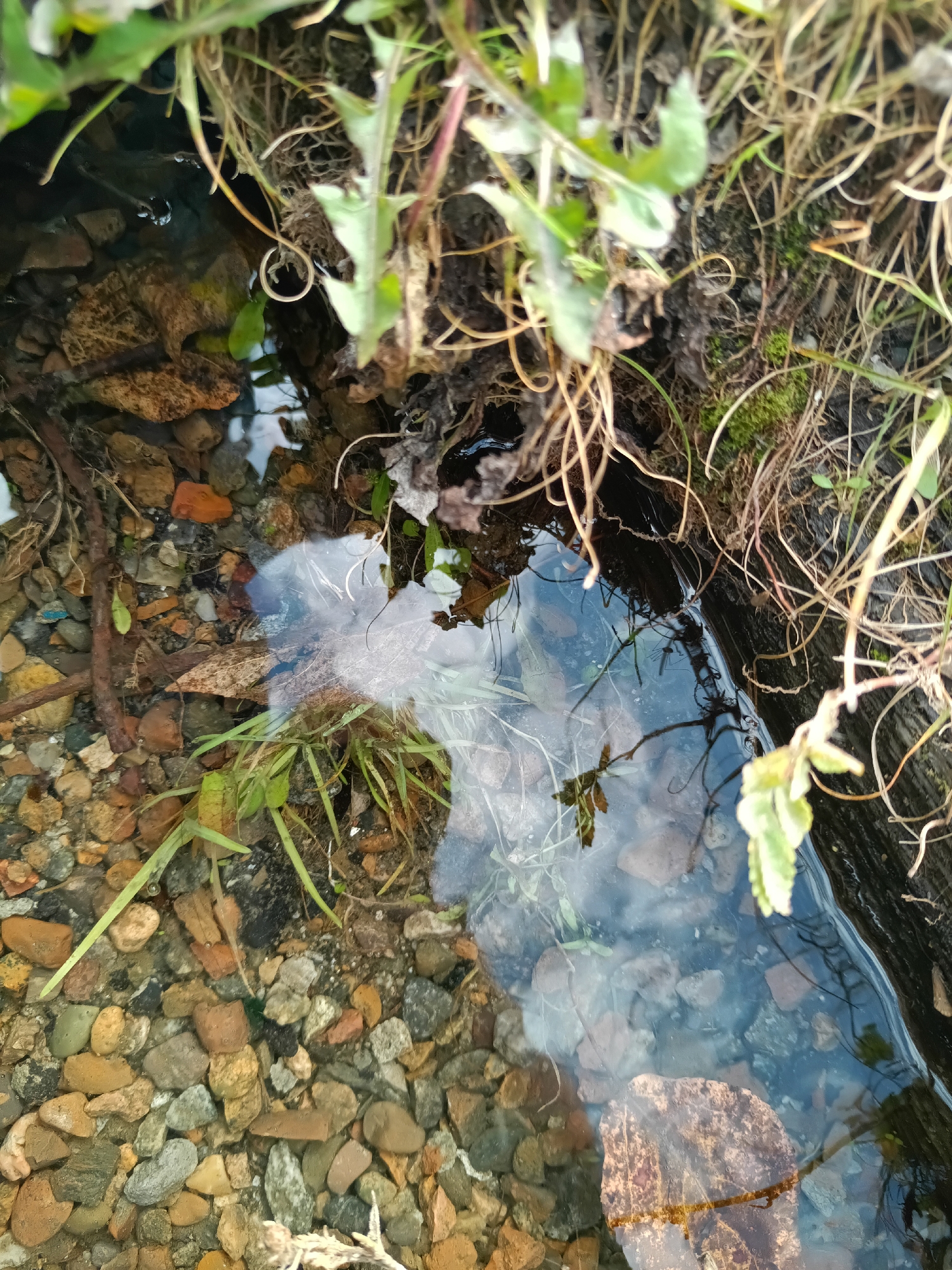 The image shows a close-up, ground-level view of a shallow, clear body of water with a rocky bottom. Overhanging vegetation, consisting of grass and dry stems, frames the scene from above and the right. The water reflects the sky and some of the surrounding vegetation. Scattered among the rocks in the water are a few fallen leaves. The setting appears to be a natural environment, possibly a stream bank or a puddle formed near the edge of a body of water. There is no indication of any specific location within the city of Irkutsk, Russia, as the image lacks identifying landmarks or context.