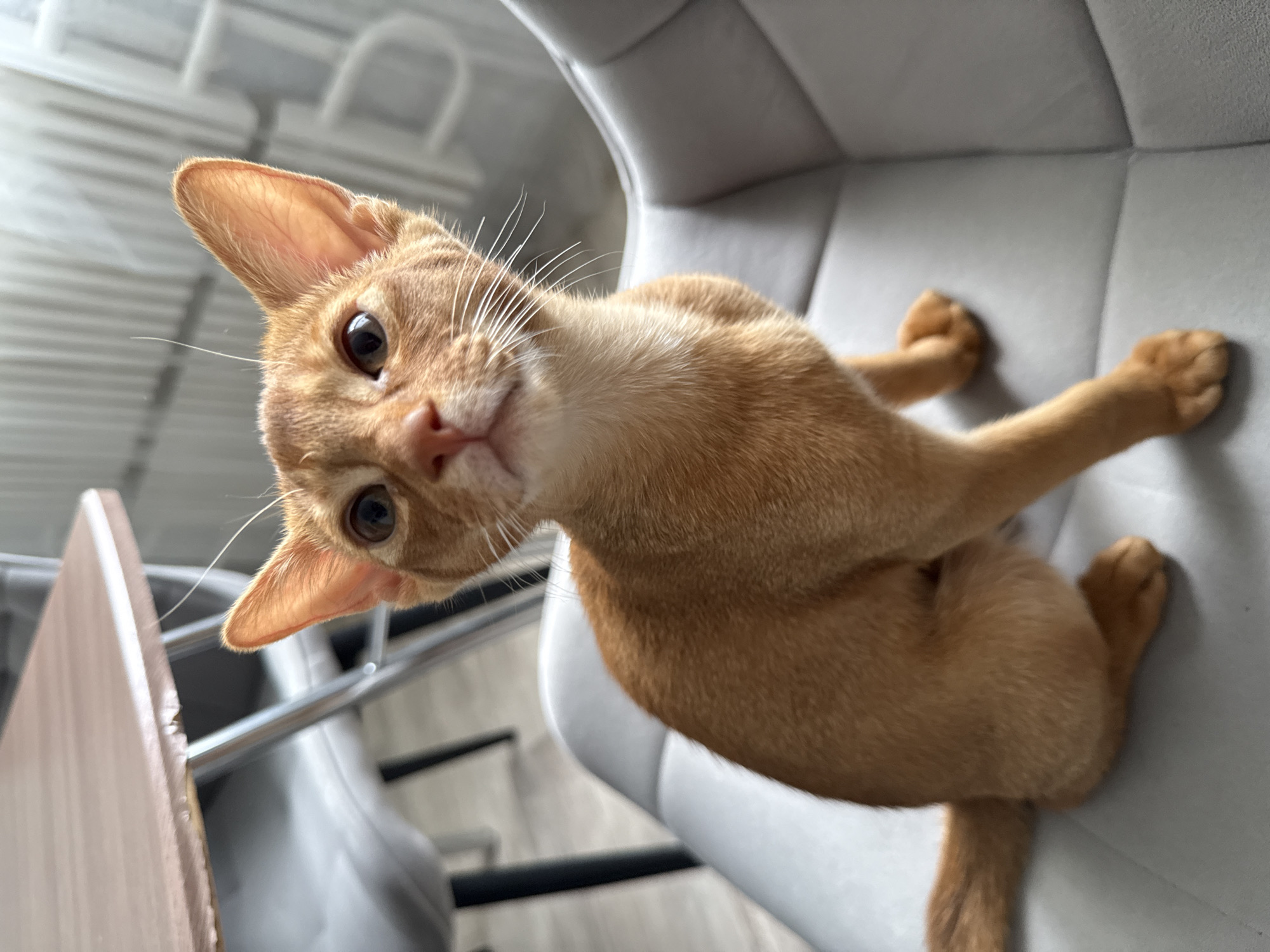 An orange tabby cat sits on a gray upholstered chair. The cat is positioned in the center of the frame, facing slightly to the right. Its ears are perked up, and its eyes are looking upwards. The background shows a wooden table and chairs, suggesting an indoor setting. The image does not contain any information related to the city of Stary Oskol, Russia.