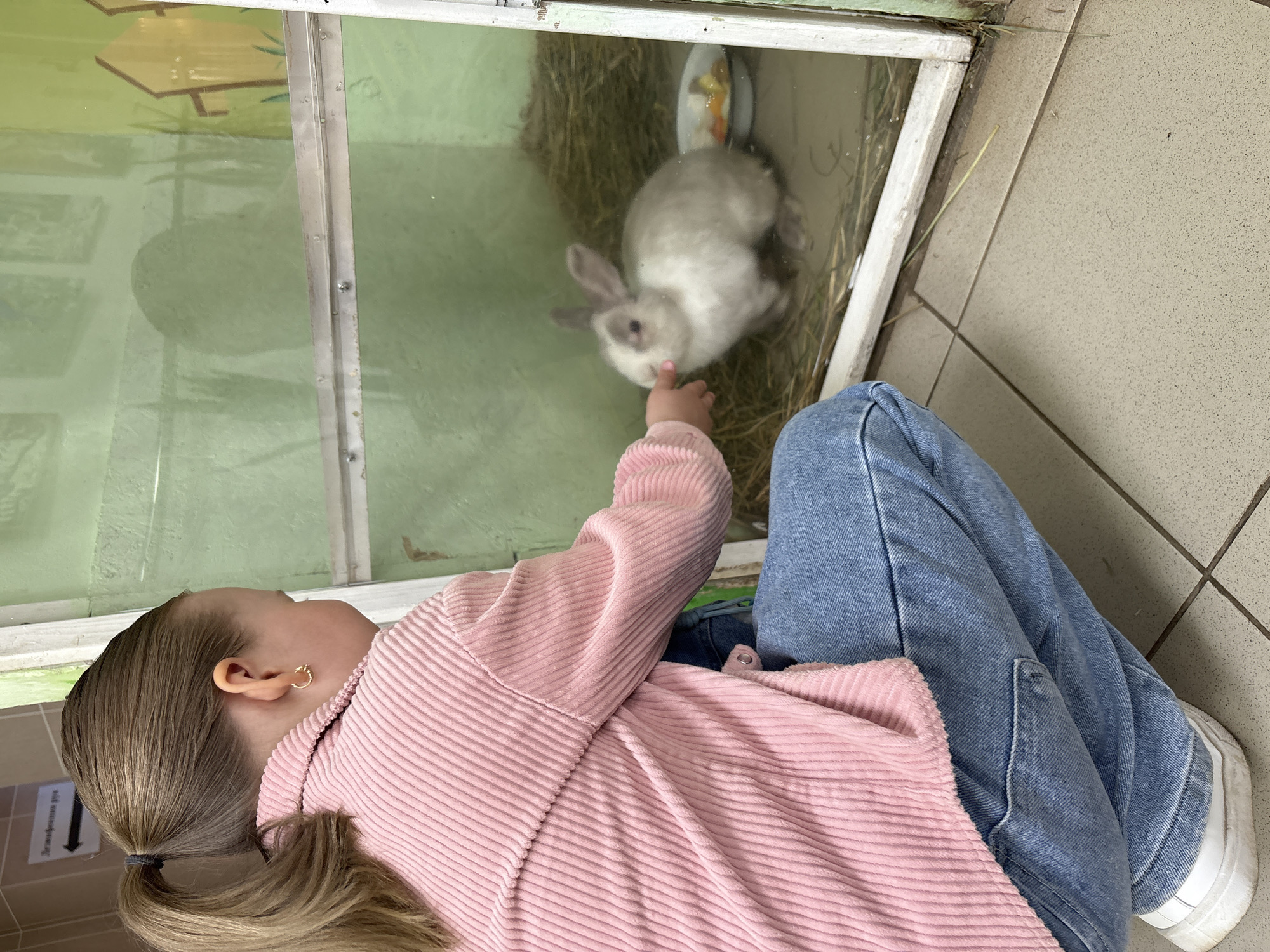 A girl with blonde hair in a ponytail is interacting with a rabbit in an enclosure. The girl is wearing a pink corduroy shirt and blue jeans, and white sneakers. She is kneeling, reaching out to touch the rabbit's nose through the glass of the enclosure. The rabbit is light gray and white. Inside the enclosure, there is straw on the floor. The location is identified as the city of Chaikovsky, Russia. The floor has beige tiles with dark grout.