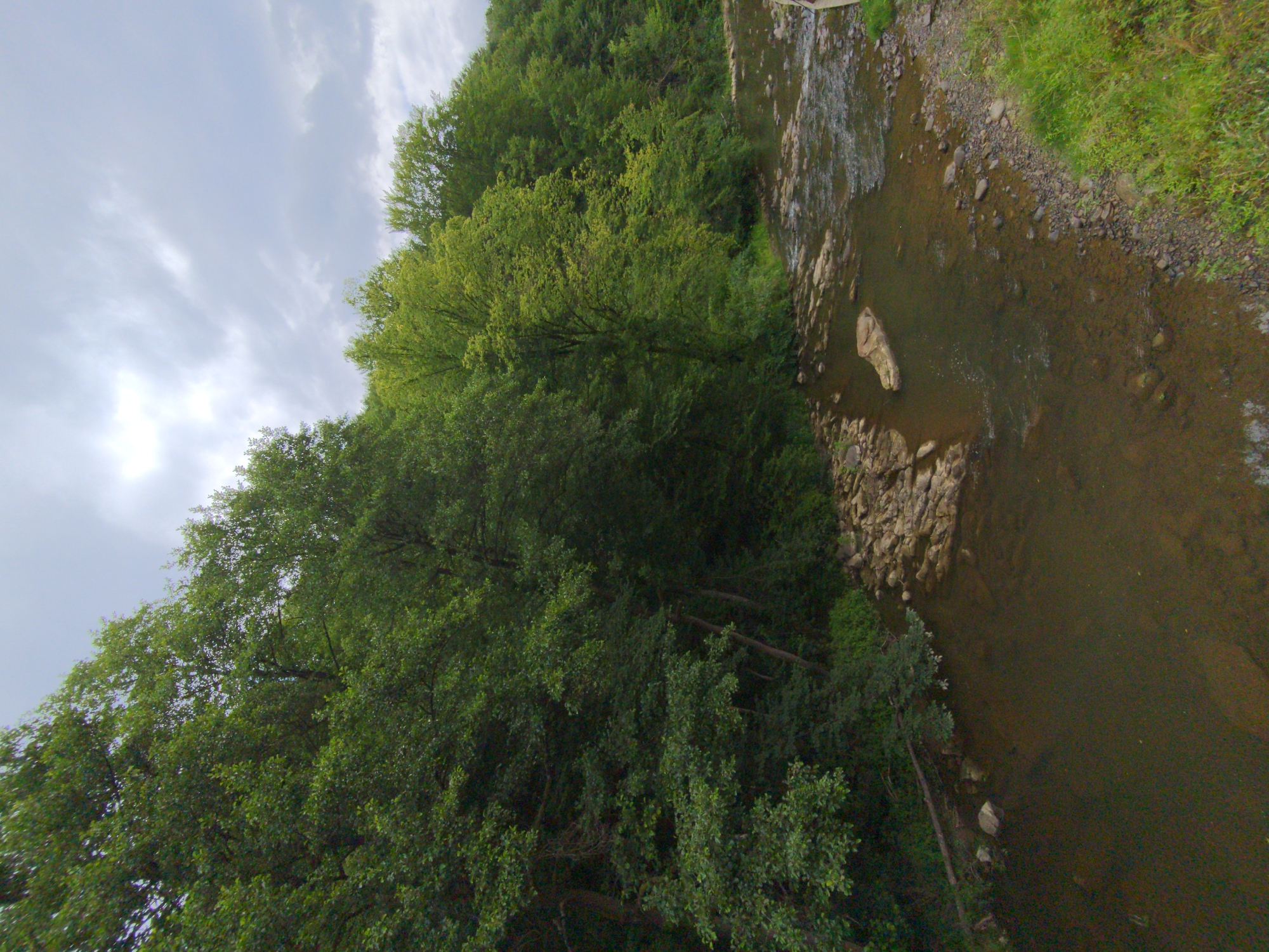 This is a high-angle, full shot of a river flowing through a densely wooded area under a cloudy sky. The river occupies the lower half of the frame, appearing shallow with a rocky bed visible in places. The water is a murky brown color. The riverbanks are lined with stones and some greenery. On the left side of the image, a dense forest with a variety of trees, primarily deciduous with lush green foliage, rises steeply. The trees are tightly packed, creating a wall of green. On the right side of the river, the treeline continues, with some trees appearing lighter green, suggesting they may be a different species or receiving more direct light. The sky above is overcast with gray clouds, obscuring any direct sunlight. A small section of a light-colored structure, possibly a bridge or railing, is visible along the far right edge of the image. There are no people or animals visible in the scene. The overall impression is one of a natural, remote, and somewhat wild environment.