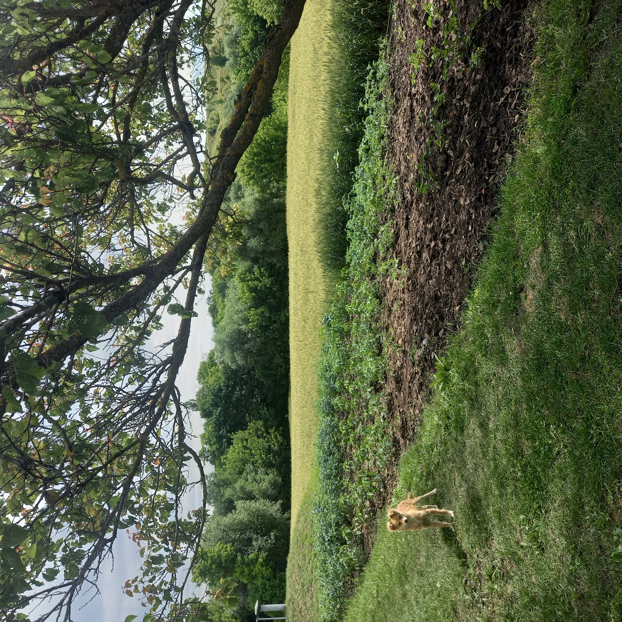 The image depicts a sunlit, rural scene in Cepeleuți, Moldova. A medium-sized, light brown dog stands on a patch of bright green grass in the foreground. To the right of the dog, a cultivated garden bed filled with young green plants is visible, bordered by dark, tilled soil. Beyond the garden, a field of mature, golden-yellow wheat stretches towards a dense line of green trees forming a natural border. In the background, rolling hills covered in lush greenery are under a partially cloudy sky. A large tree branch, with green leaves and mossy bark, extends from the upper left corner of the frame, casting dappled shade over the scene. A white cylindrical structure, possibly a weather station or well, is partially visible on the left side of the image. The overall impression is one of a peaceful, agricultural landscape.