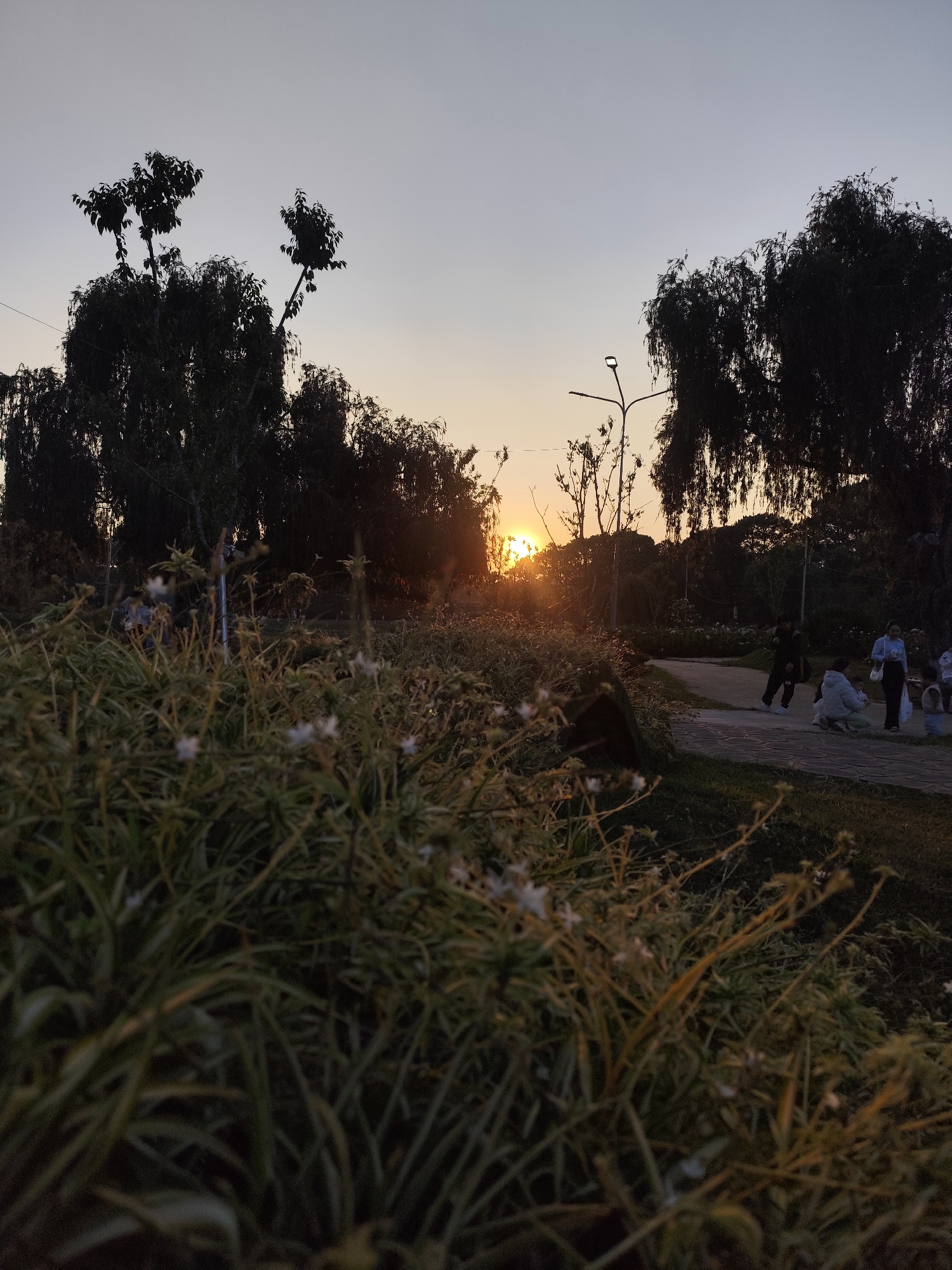 Captured at dusk in what appears to be a park setting in Da Lat, Vietnam, the image presents a scene with prominent vegetation in the foreground, consisting of spiky, light-colored plants, possibly a type of ornamental grass or shrub.
Beyond the foliage, a paved pathway winds through the park, where a group of people are gathered. Some individuals are seated on the path, while others are standing nearby, seemingly engaged in conversation or observation. Their clothing suggests casual attire.
In the background, the silhouettes of trees stand against the fading sunlight, creating a contrasting backdrop. A lamppost is visible among the trees, indicating the presence of artificial lighting. The sun is partially obscured by the trees, casting a warm glow across the sky.