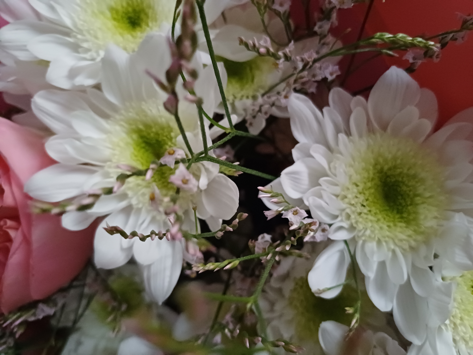 A close-up shot shows a bouquet of white chrysanthemums with bright green centers, interspersed with delicate pink flowers and greenery. One large pink rose is partially visible in the upper left corner. The flowers are tightly packed, filling the frame. The background is a solid, vibrant coral color.