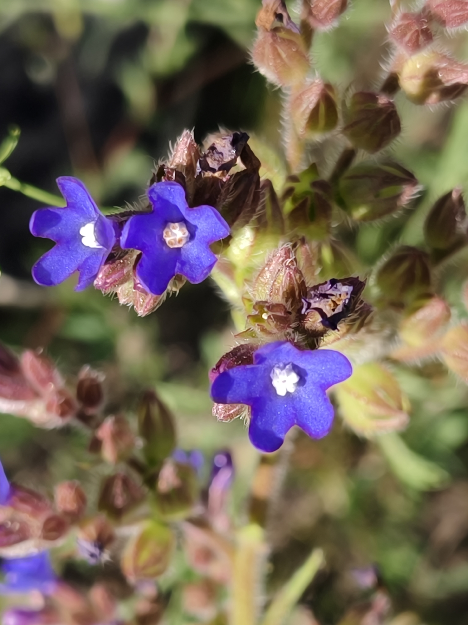 A macro photograph captures a cluster of small, vibrant blue flowers with white centers. The flowers have five distinct petals that are slightly rounded at the tips. They grow on a stem with reddish-brown buds and fuzzy textures. The background is softly blurred, revealing shades of green and brown, suggesting an outdoor, natural environment. The image does not contain any people or specific landmarks that would indicate a precise location within Shyroke, Ukraine.