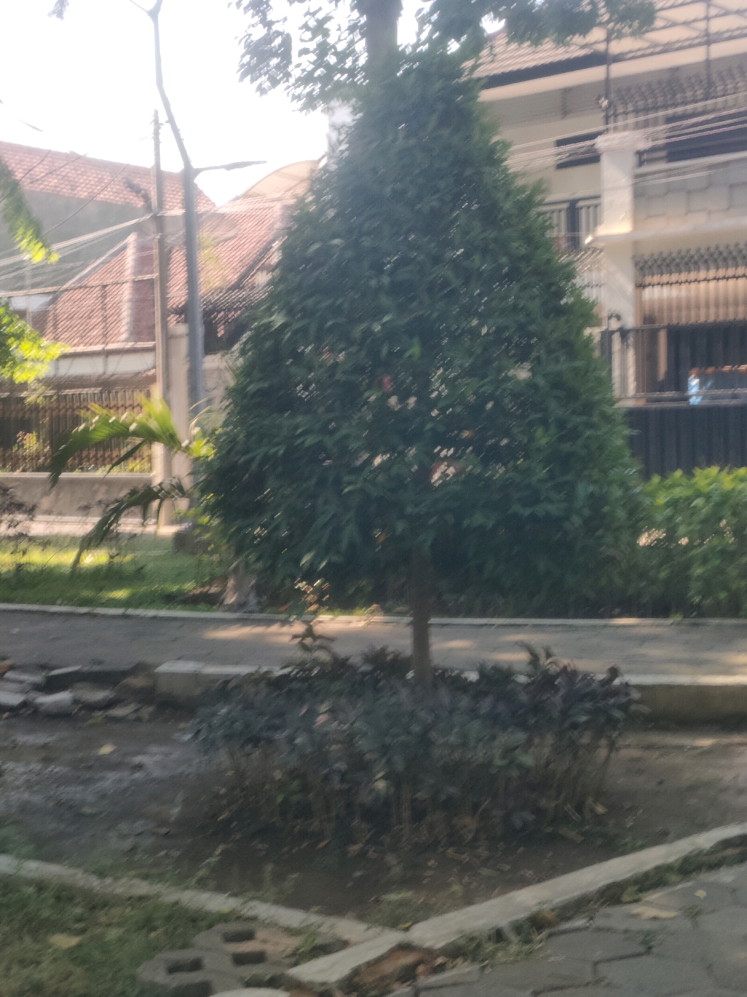 The image shows a triangular-shaped tree in a park-like setting. The tree is in the center of the frame, with a thin trunk and dense green foliage. Surrounding the tree is a circular garden bed with dark green, low-lying bushes. Beyond the garden bed, there is a paved pathway and a strip of grass. In the background, there are buildings and a fence. The buildings appear to be multi-story residential or commercial structures with tiled roofs and balconies. A street light or lamp post is visible to the left of the tree, behind a leafy plant. The lighting suggests it is daytime, with the sun casting shadows and creating a bright sky. The overall scene depicts an outdoor urban environment.