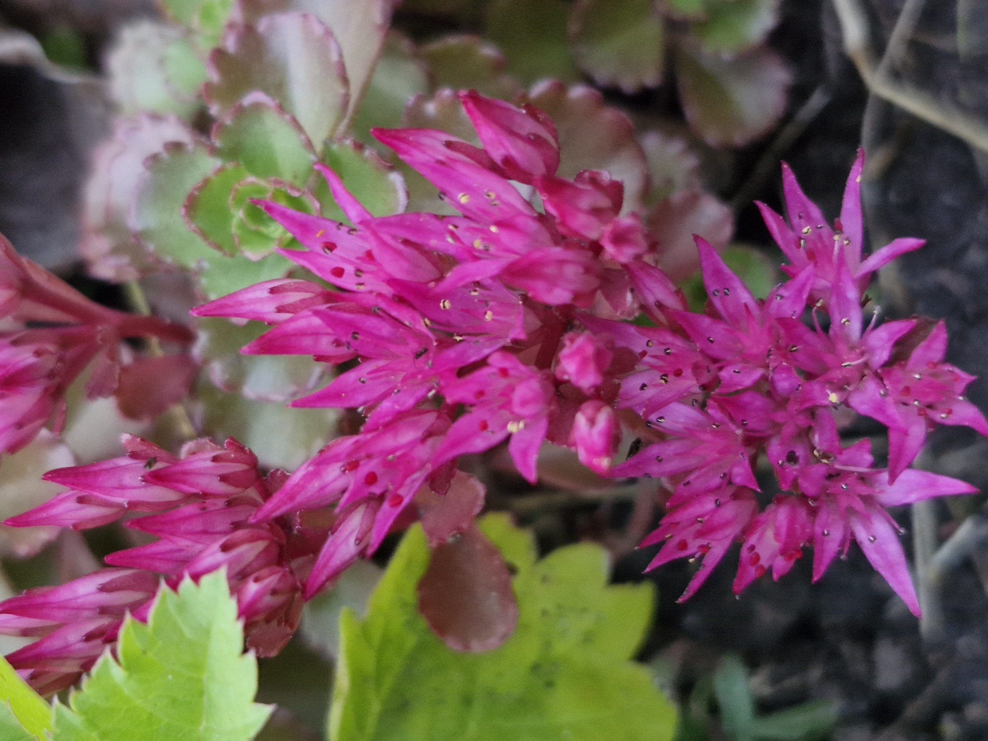 The image is a close-up, eye-level shot of a cluster of bright pink flowers, possibly Sedum. The flowers are star-shaped with pointed petals, and small yellow stamen are visible within. Some of the petals appear slightly translucent and have dark spots. In the background, there are out-of-focus green and reddish-brown leaves, suggesting a garden or natural setting. The ground beneath the flowers is dark and textured, with some dry, light-colored debris. There is a vibrant green leaf in the upper left corner, also slightly out of focus, providing a contrast to the pink flowers. The lighting suggests it is daytime, with the light illuminating the flowers from above.
This image was taken in Klaipėda, Lithuania, specifically in a garden located within the city. The specific location within Klaipėda is not detailed further.