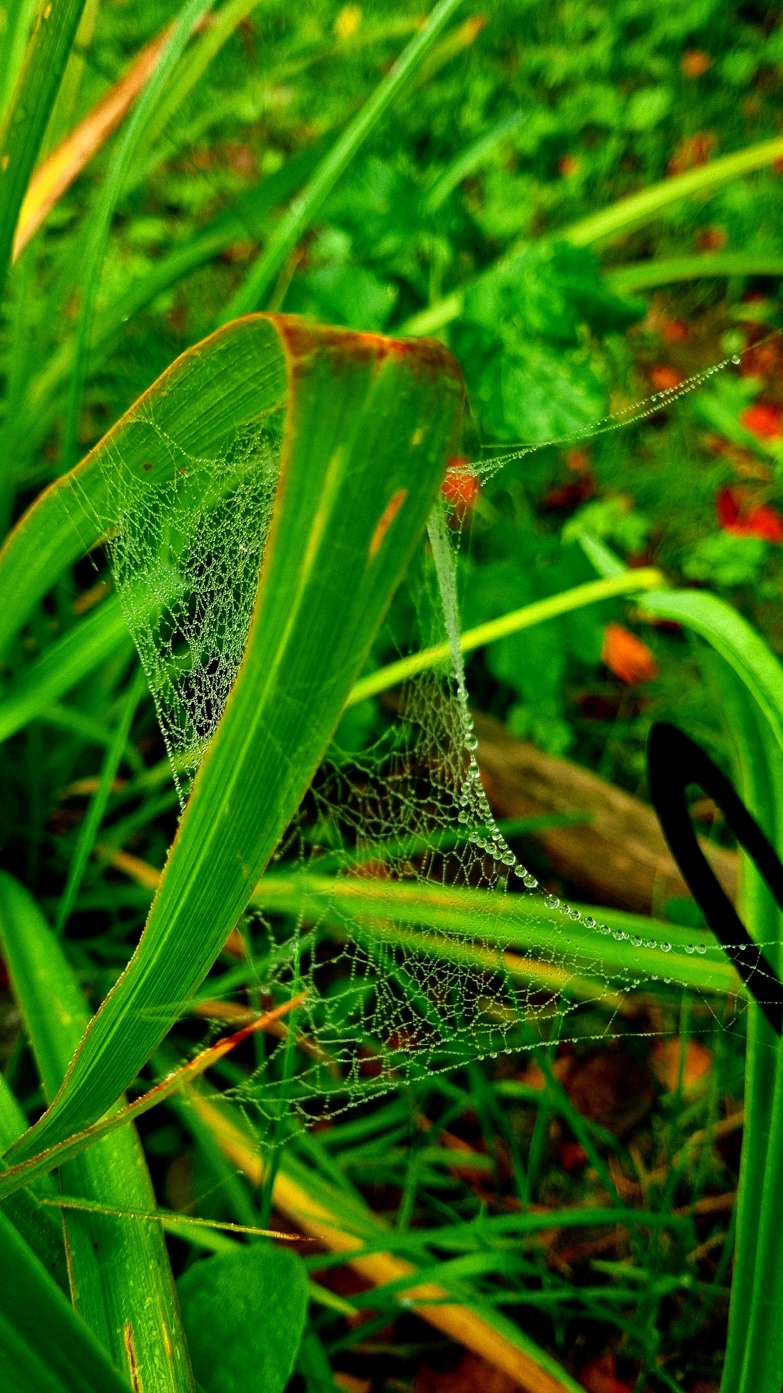A macro photograph captures a dew-covered spiderweb intricately woven between blades of green grass. The spiderweb, with its delicate strands, glistens with numerous tiny water droplets, reflecting the ambient light. A broad, green leaf, with a slightly brown-tipped edge, occupies the left foreground, serving as a primary anchor for the web. The background is a soft blur of more green foliage, with hints of red and orange peeking through, suggesting fallen leaves or distant flowers. The lighting is soft, creating a slightly moody and ethereal atmosphere. There are no people or animals visible in the frame. The scene is a close-up view of a natural, outdoor environment.