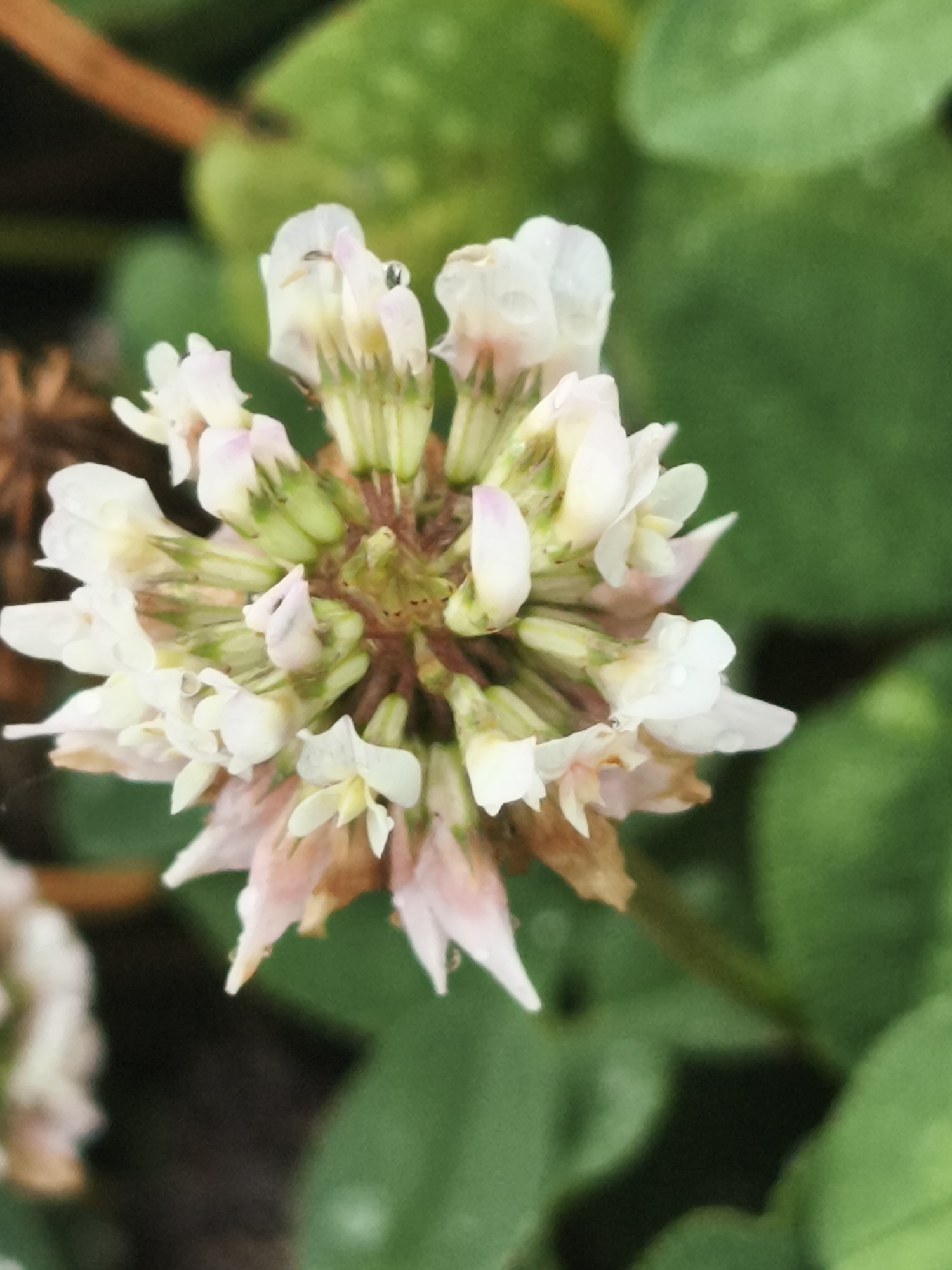 The image is a close-up, detailed photograph of a white clover flower. The flower head is spherical and composed of numerous small, delicate white petals with hints of pink and green. Water droplets are visible on some of the petals, suggesting recent rain or dew. The flower is in focus, with a blurred background of green leaves and a hint of brown foliage. The overall impression is one of natural beauty, with the clover blossom appearing fresh and vibrant. The image does not depict any specific location in Asan-si, South Korea, or any people, actions, or interactions. It is solely focused on the botanical subject.