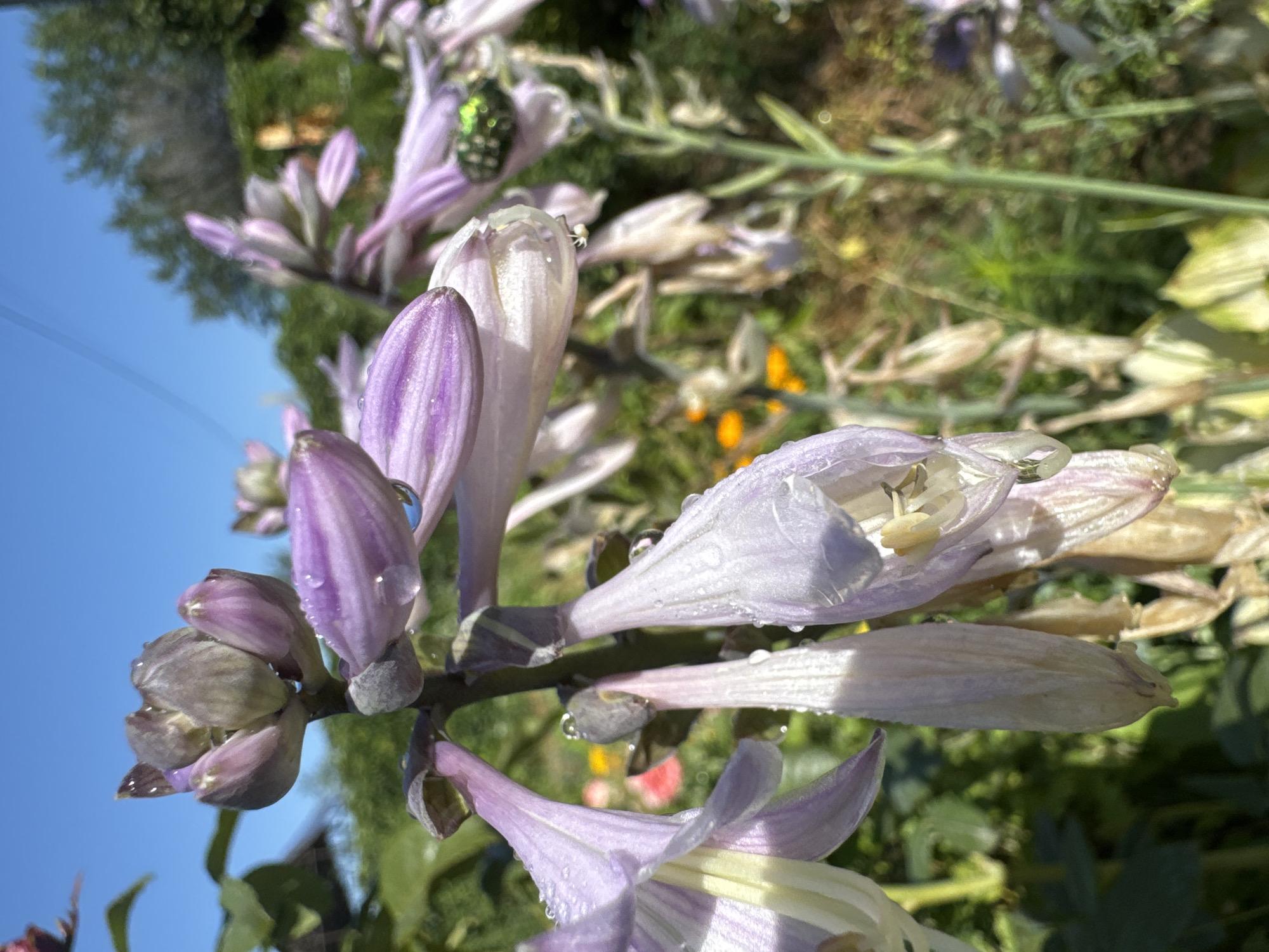 A close-up, low-angle shot captures a cluster of pale purple hosta flowers in bloom against a bright blue sky. Dew drops dot the petals of the flowers. In the middle right of the frame, a green beetle is visible on one of the flowers. The background is a blur of green foliage, with hints of orange and pink flowers. The scene suggests a garden setting on a clear day. This image does not contain information about the city of Rassvet, Kazakhstan.