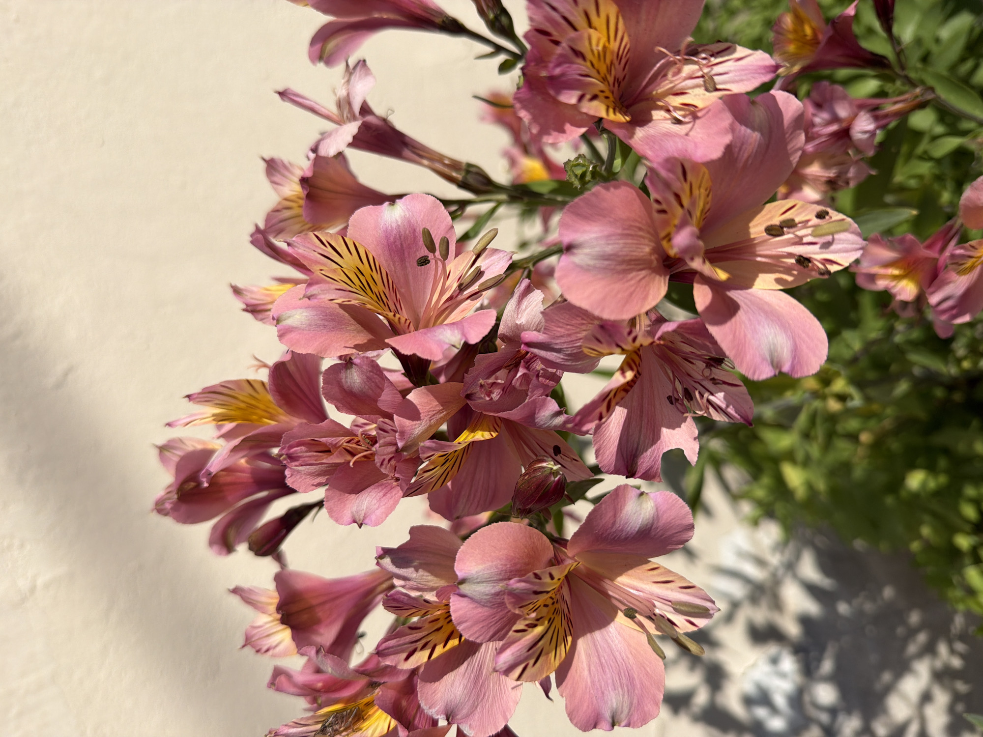 A close-up, eye-level, vertical shot captures a cluster of pink Alstroemeria flowers with yellow and dark brown markings against a textured, light-colored wall. The flowers are in various stages of bloom, with some fully open and others in bud. Sunlight casts shadows of the flowers and leaves onto the wall. The background is softly blurred, with hints of green foliage at the bottom. The image does not depict any specific location in Sochi, Russia, nor does it contain any people or discernible actions.
