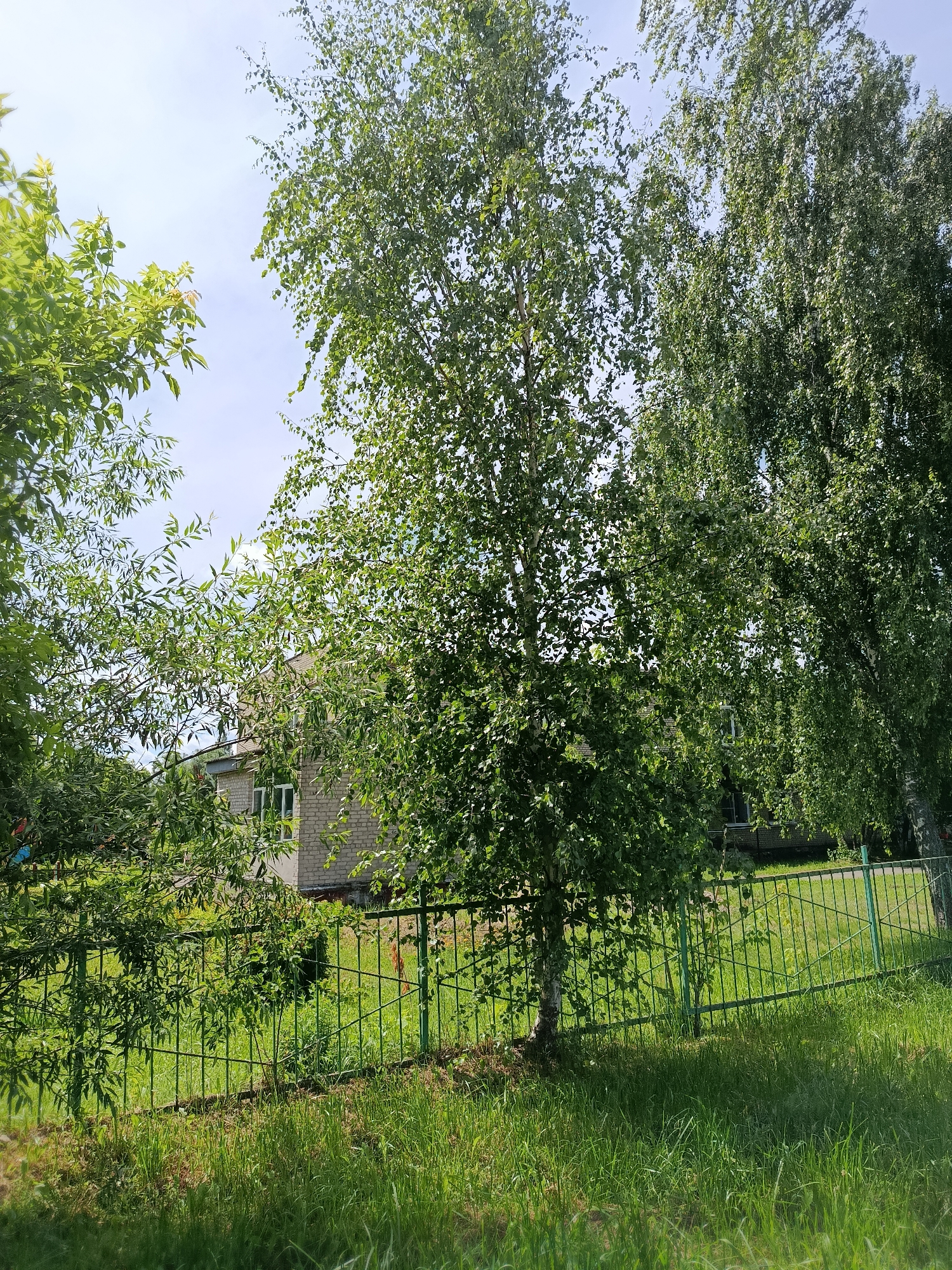 This image depicts a sunny day in the city of Vereya, Russia. The foreground is dominated by lush green grass and a metal green fence. Behind the fence, a building constructed of light-colored bricks with white-framed windows is visible, partially obscured by the foliage of several trees. The trees, primarily birch trees with their distinctive white bark, have abundant green leaves. The sky is a clear light blue with a few wispy clouds. The overall scene suggests a residential or institutional area within Vereya.