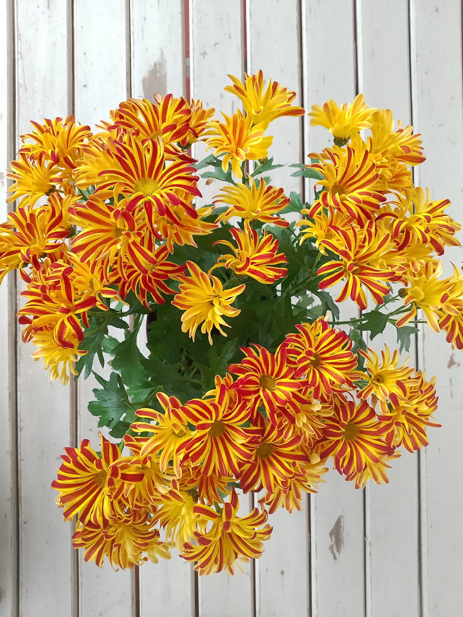 A close-up, top-down view captures a bouquet of vibrant yellow and red striped chrysanthemums against a background of weathered white wooden planks. The flowers, in full bloom, are densely packed, their delicate, spiky petals fanning outwards. Green leaves are visible amongst the blooms, adding a natural touch. The wooden planks, oriented vertically, show signs of age with subtle variations in color and texture, suggesting an outdoor or rustic setting. No people or actions are depicted. The scene is static and focuses solely on the floral arrangement and its backdrop. The location of Rheda-Wiedenbrück, Germany, is not visually represented in the image.
