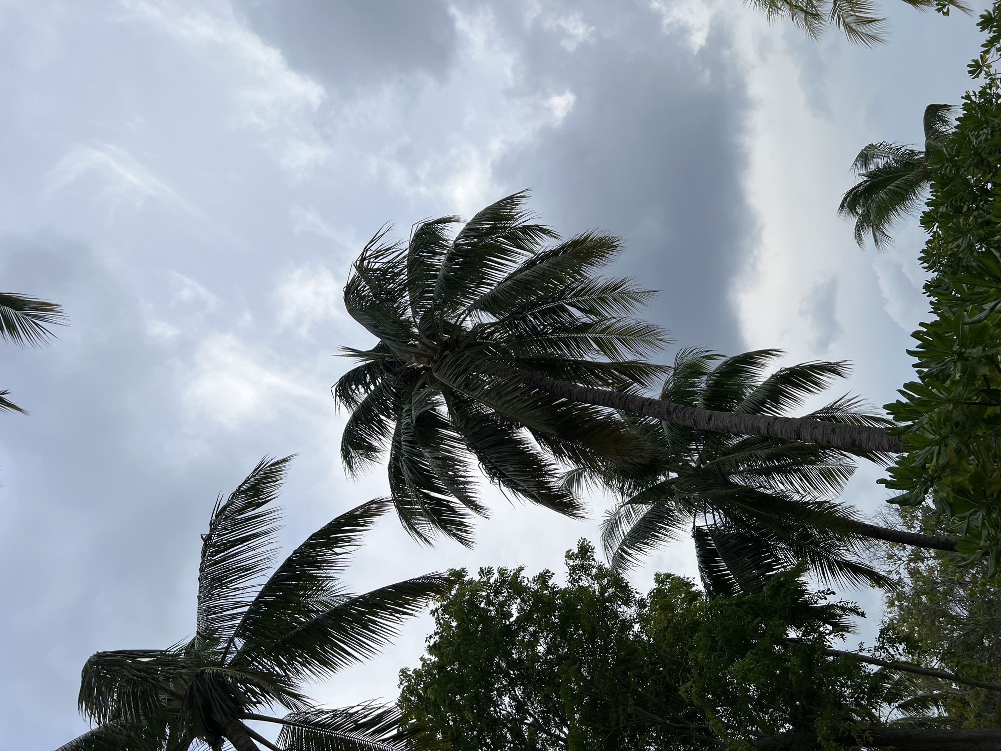 The image presents a low-angle view looking up at palm trees against a cloudy sky. The location is Unknown, Unknown. There are no people visible in the image. Several palm trees with green fronds are prominent, with their trunks extending out of frame at the bottom. Other types of trees with broader green leaves are also visible. The sky is mostly grey with white and dark grey clouds, indicating possible overcast conditions. The palm fronds appear to be blowing, which might indicate wind.