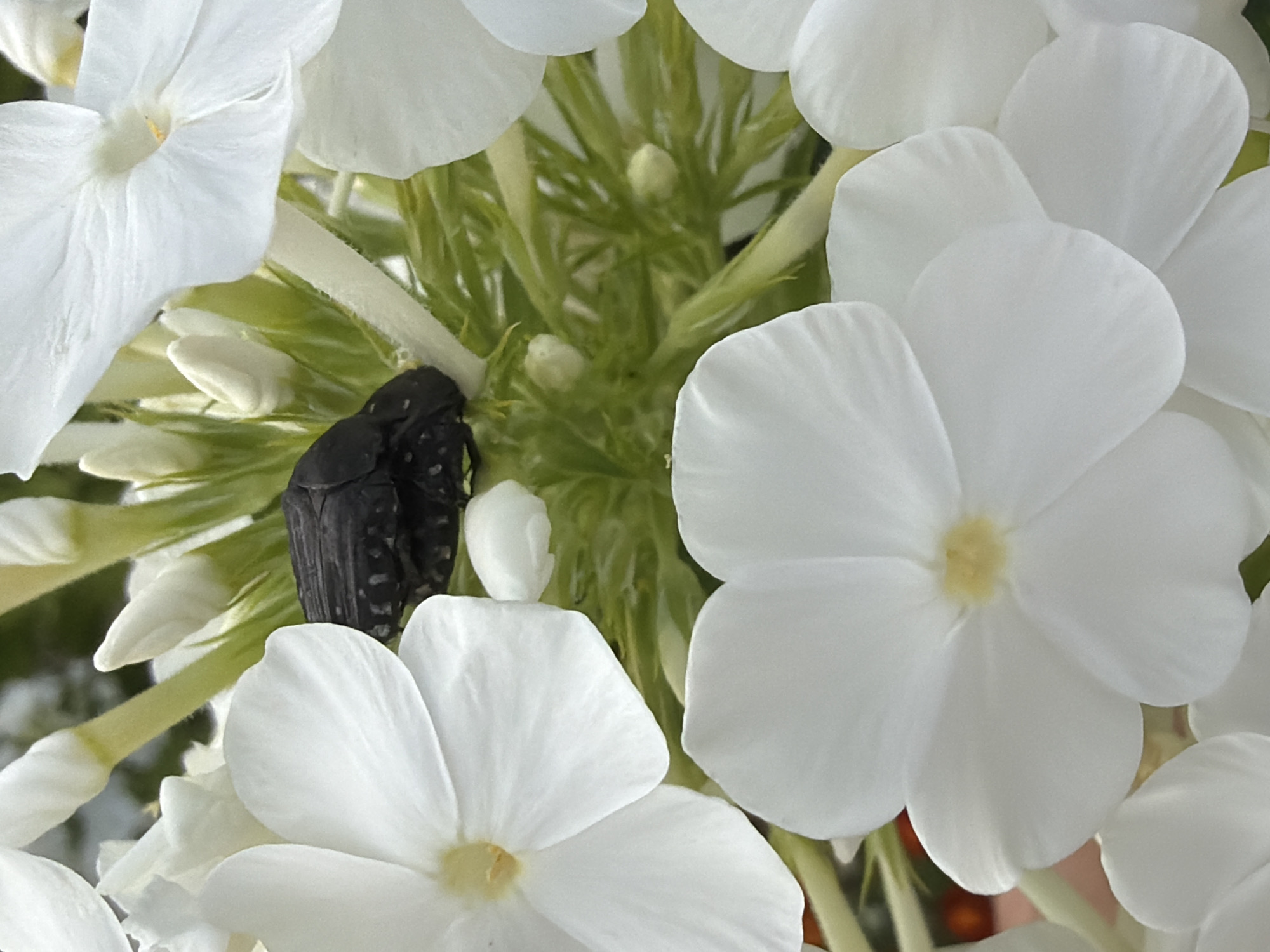 The image shows a close-up view of white flowers with a black beetle on them. The beetle is elongated and has a textured surface with some lighter spots. The flowers are delicate and white, with some yellow centers. The background is a blur of green foliage and other white flower buds. The lighting is natural and bright, suggesting the photo was taken outdoors during the day. The scene is likely from a garden or park, possibly in Bayreuth, Germany, given the context.