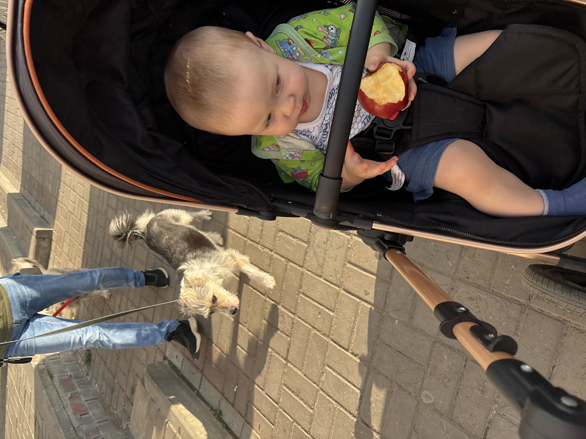 A young child sits in a stroller, holding a partially eaten apple. The child is wearing a green jacket with a train pattern, blue shorts, and blue socks. A stroller handle and wheel are visible in the foreground. In the background, a person wearing blue jeans and black sneakers walks a small, scruffy dog on a leash. The scene takes place on a paved walkway, likely in a city like Naberezhnye Chelny, Russia, given the architectural style of the low wall and steps. The lighting suggests it is either early morning or late afternoon.