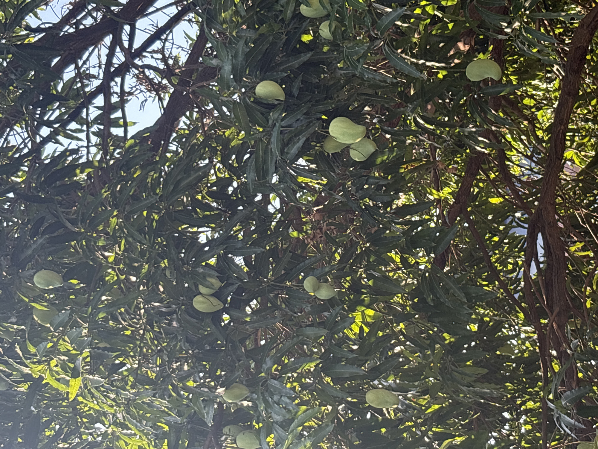 The image shows a mango tree with several green mangoes hanging amidst its leaves. The tree branches are visible, and there are glimpses of the sky in the background. The location may be Nha Trang Ward, Vietnam, though this cannot be definitively confirmed by the image alone.
