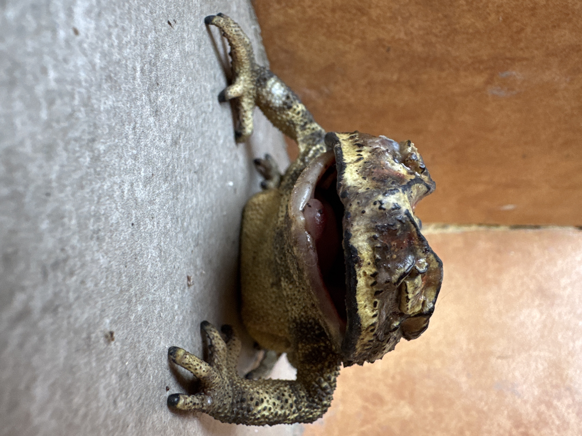 A dead, partially desiccated frog clings to a gray wall adjacent to a wooden surface. The frog's mouth is agape, revealing pink interior tissue. The body is mostly yellow-tan with dark spotting. The environment is an interior space. The city of Kediri, Indonesia is not evident in the image.