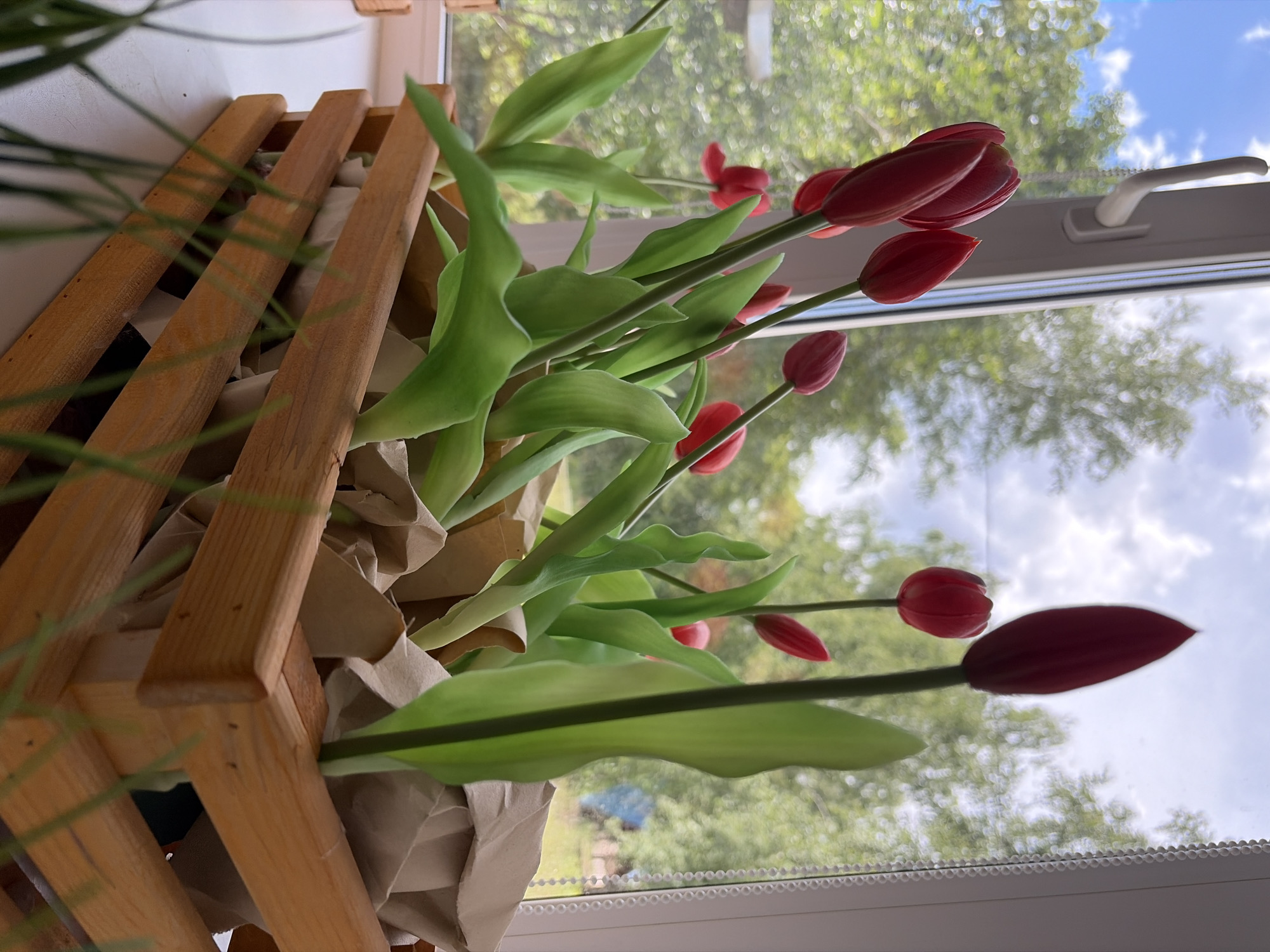 A wooden crate filled with red tulips sits on a windowsill. The tulips have vibrant green leaves and stems. The crate is made of light-colored wood and has a slatted design. The tulips are wrapped in brown paper. Beyond the window, there are blurred trees and a cloudy sky. The overall impression is one of natural beauty and tranquility, with the tulips serving as a focal point against the soft background. The scene suggests a peaceful moment, perhaps in the morning or late afternoon given the lighting. The location is identified as Chaikovsky, Russia, though there are no specific visual cues to confirm this beyond the provided context. There is no text visible in the image.