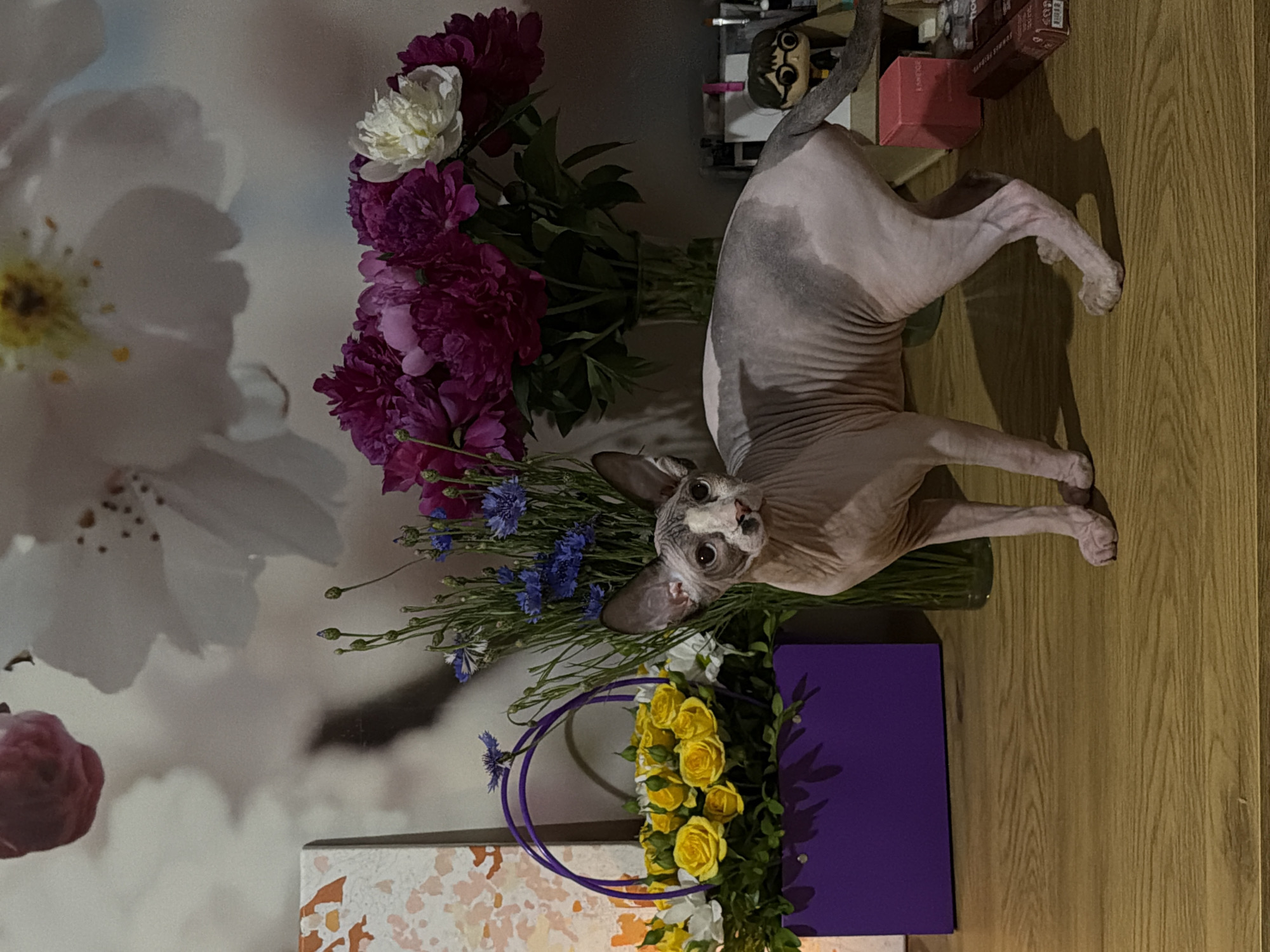 A hairless cat is positioned among bouquets of flowers on a wood floor indoors, with a white floral wall backdrop.