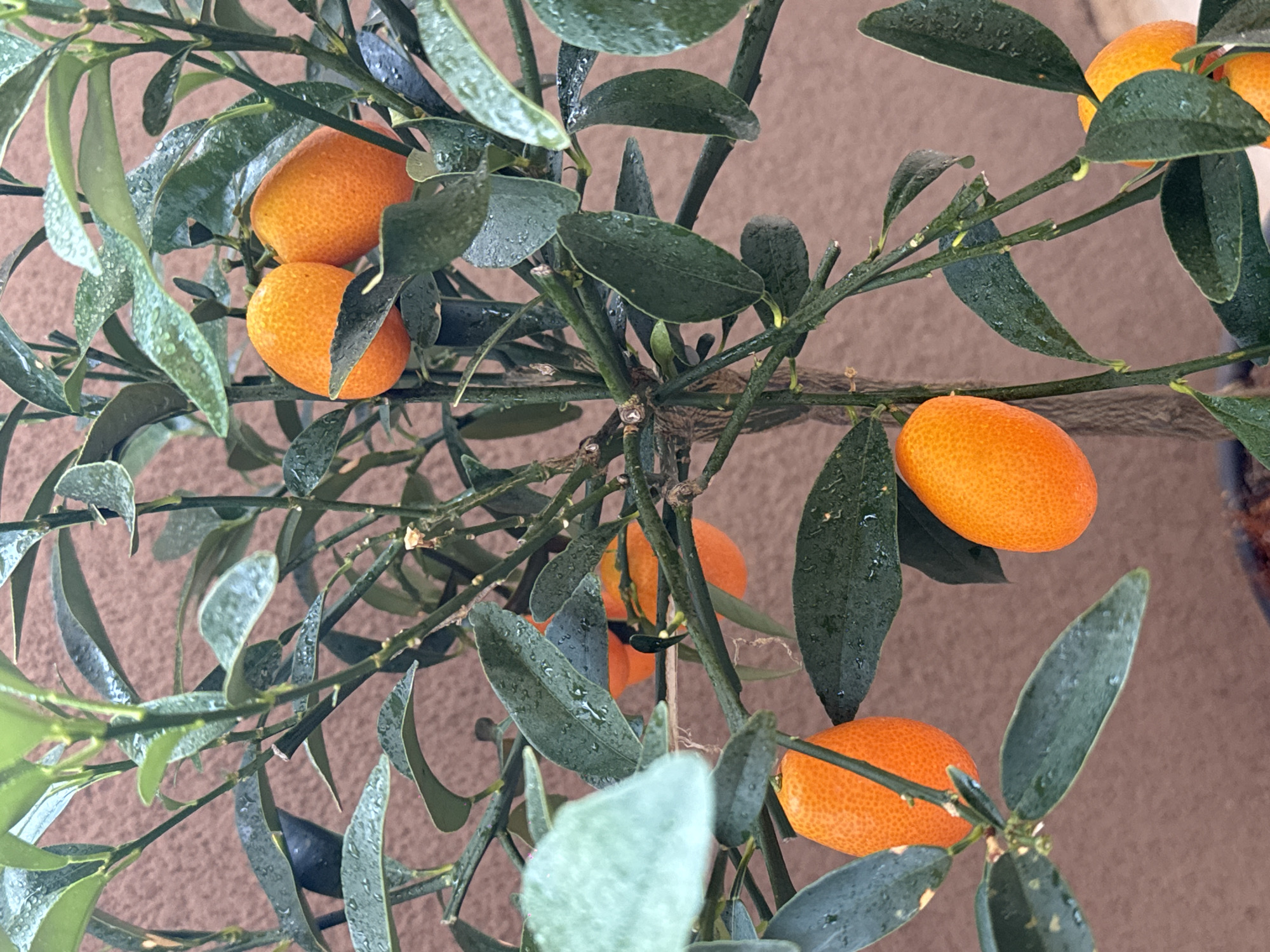 A close-up shot shows a kumquat tree with several ripe, oval-shaped, orange fruits clustered among its dark green leaves. The leaves and fruits are covered in tiny water droplets, suggesting recent rain or watering. The background is a textured, light brown wall. The tree is in focus, and the details of the fruits' dimpled skin and the leaves' veins are visible. The lighting is soft and diffused.