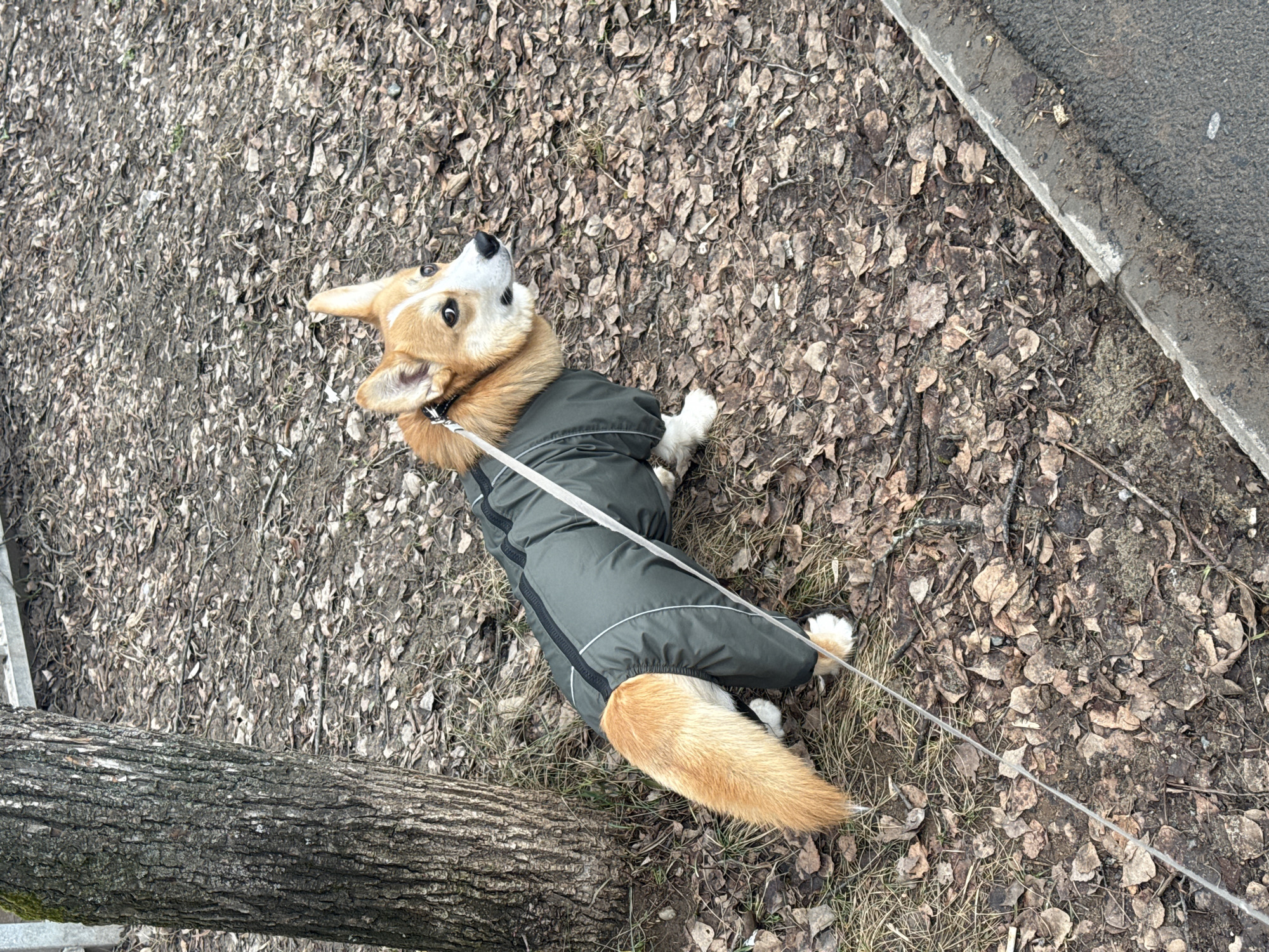 A corgi wearing a gray jacket lies on a bed of dead leaves next to a tree trunk and a sidewalk. It is attached to a thin leash. It is looking upwards, with a quizzical expression. The location is not specified in the image.