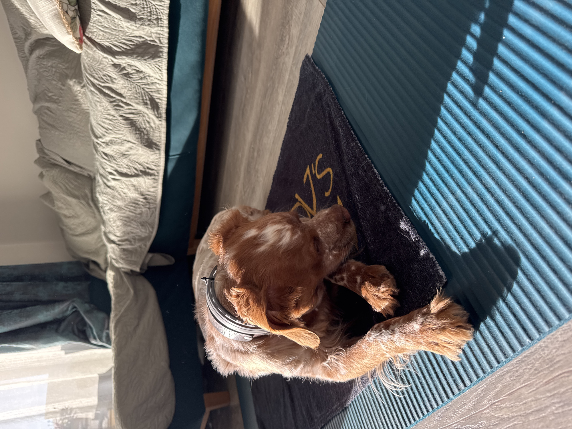 A tan and white cocker spaniel is lying on a dark blue ribbed mat with a black towel underneath. The dog is wearing a light gray collar. The mat is located on a light gray floor, next to a bed with light gray bedding and a dark green accent piece. Sunlight is casting striped shadows across the mat. The location is a room, possibly a bedroom, in the city of Sofia, Bulgaria.
