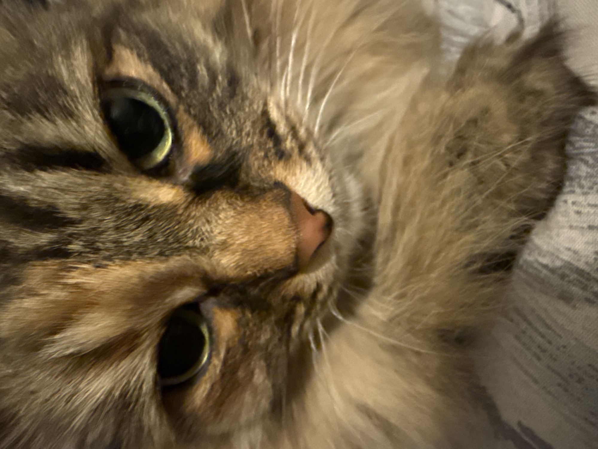 A close-up, slightly tilted photograph shows the face of a long-haired tabby cat with prominent green eyes and a pink nose. The cat's fur is a mix of brown, tan, and gray shades. Part of a gray and white patterned surface, likely bedding, is visible in the background. The image does not show any information related to Votkinsk, Russia.