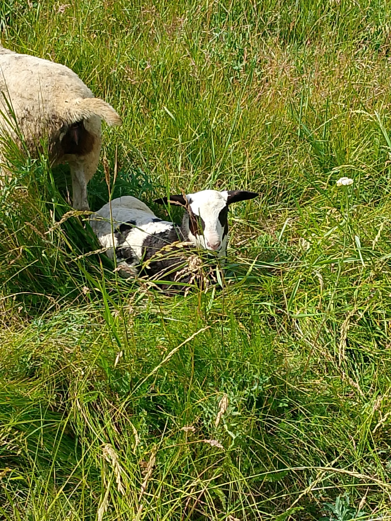 A close-up, high-angle shot shows two sheep in a field of tall, green grass. On the left, the rear end of a sheep is visible, its fleece light brown and white. To the right of this sheep, a second sheep is lying down, with its head and neck visible. This sheep has black and white markings on its face and body, and appears to be resting amidst the grass. The environment is rural, with lush vegetation and sunlight creating shadows and highlights.