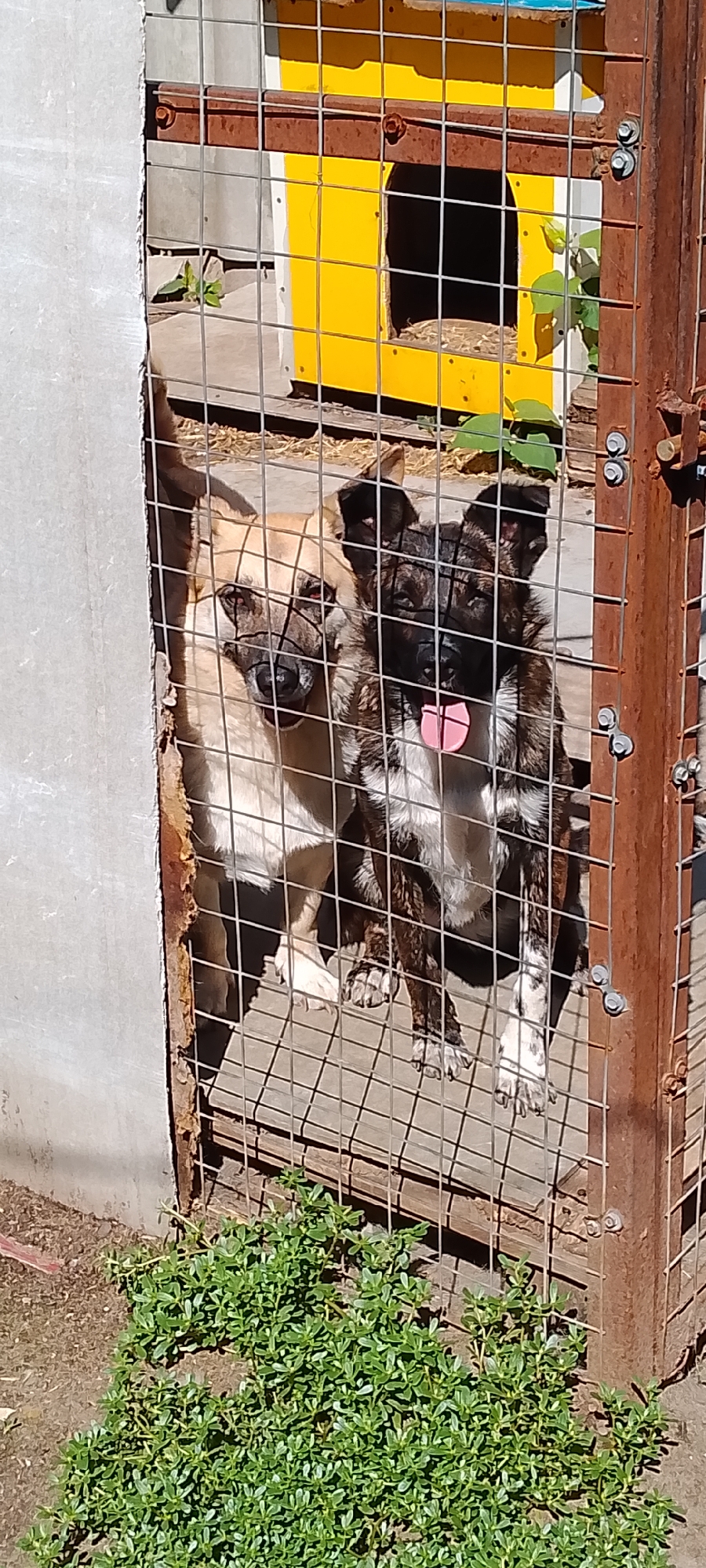 The image shows two dogs behind a metal fence. The dog on the left is a tan-colored shepherd mix, and the dog on the right is a brindle-colored shepherd mix with its tongue sticking out. They are in an outdoor enclosure, possibly a kennel or shelter. Behind them, a yellow and white structure, likely a dog house, is visible. The enclosure is made of metal bars and has a concrete floor. In the foreground, there is green vegetation. The image appears to have been taken during the daytime, with sunlight casting shadows. The location is identified as being in the city of Belgorod, Russia.
