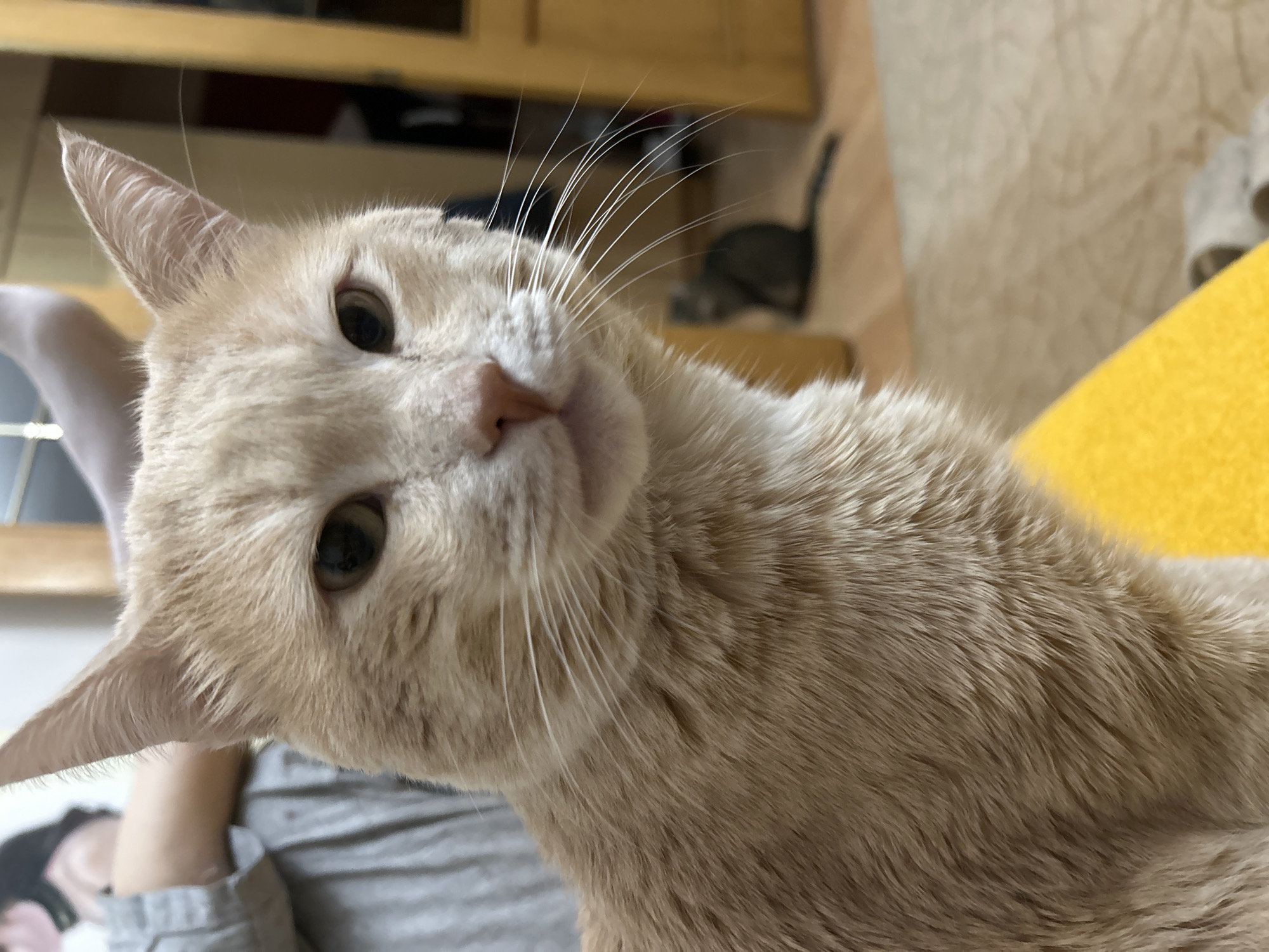 An orange tabby cat is in the foreground of the image, with its face looking directly at the camera. The cat has green eyes and white whiskers. Behind the cat, a person wearing a grey shirt is visible. In the background, another cat is sitting on the floor, and there is a wooden door and a yellow object, possibly a piece of furniture. The floor is covered with a light-colored rug. The image appears to be taken indoors, likely in a residential setting. There is no information to suggest the location is Moscow, Russia.
