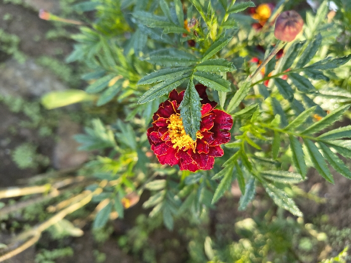 The image displays a close-up, top-down view of a single marigold-type flower, likely Tagetes, in the city of Định An, Vietnam. The central flower features deep red to maroon outer petals and a bright yellow center. Small water droplets are visible on the petals and surrounding green leaves, indicating recent moisture. The flower is situated amidst a cluster of its own deeply lobed, serrated green foliage, which occupies the majority of the frame. In the blurry background, other green vegetation and hints of additional orange or yellow blooms or buds are discernible. A single, closed bud, consistent with the central flower's species, is visible on a stem in the lower right quadrant. The ground beneath the plants appears to be soil with some indistinct organic matter. No human subjects, animals, or artificial objects are present.