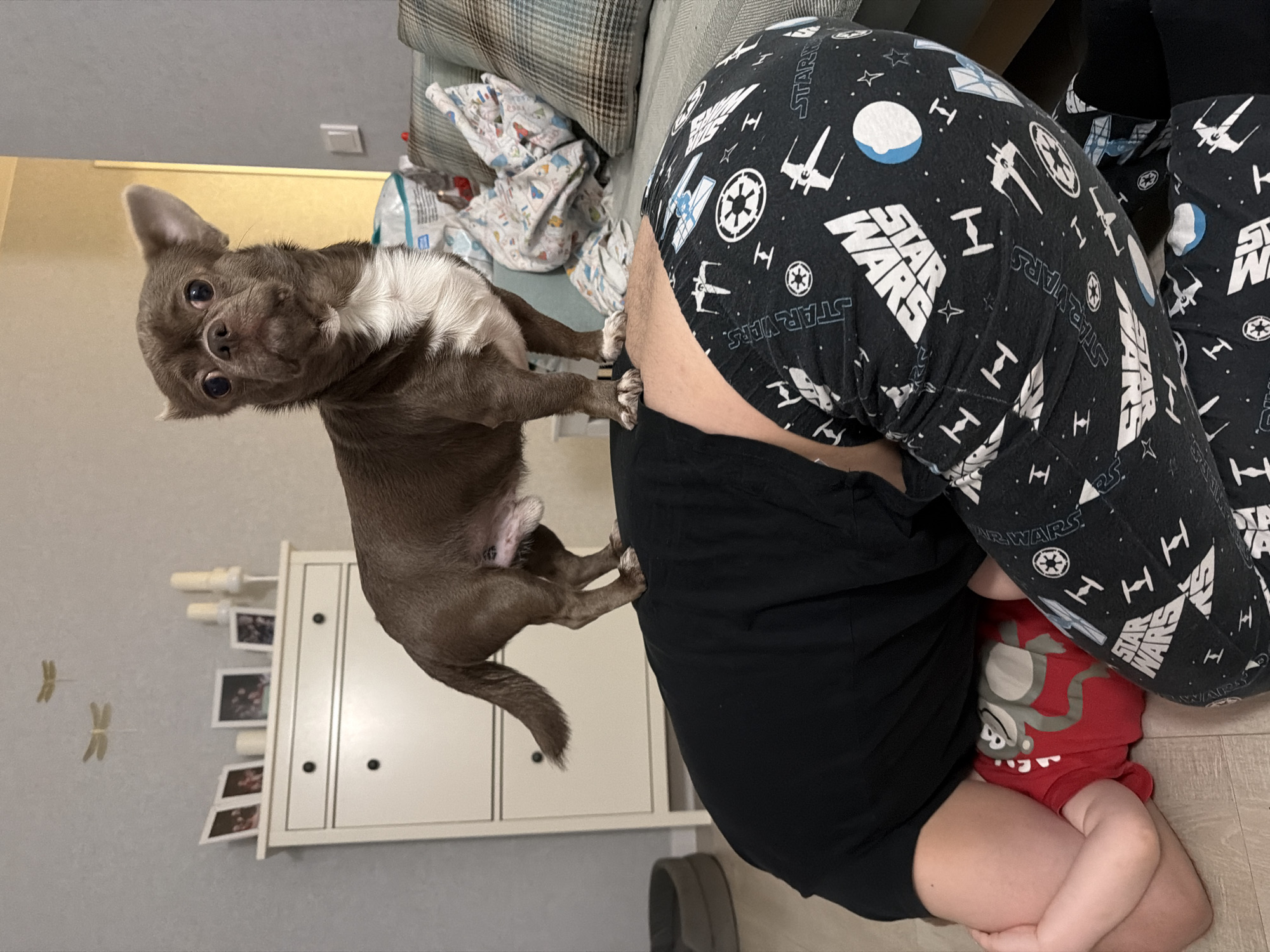 An indoor scene in Votkinsk, Russia, shows a small brown and white Chihuahua dog interacting with an adult and a baby on a light-colored floor. The image is captured from a low angle, looking upwards.
The Chihuahua, with prominent eyes and pointed ears, is featured prominently. It has brown fur with white markings on its chest and paws. It appears to be standing on its hind legs, looking towards the adult and potentially the camera.
An adult, whose upper body is mostly out of frame, is visible wearing black pajama pants adorned with various white Star Wars symbols, including X-wings, TIE fighters, the Imperial insignia, and the Rebel Alliance logo. The text "STAR WARS" is also clearly visible multiple times on the pants. The adult is also wearing a black t-shirt and is bent over, seemingly attending to a baby or toddler on the floor.
Partially visible, the baby is dressed in a red long-sleeved outfit featuring a gray and white monkey design. The baby is lying on its back on the floor.
In the background, a light-colored wooden cabinet or dresser is visible, with several framed photos displayed on its shelves or top surface. A textured sofa or cushion can be seen in the upper background. Two small, light-colored dragonfly decorations are affixed to the wall. The overall setting appears to be a cozy domestic environment.