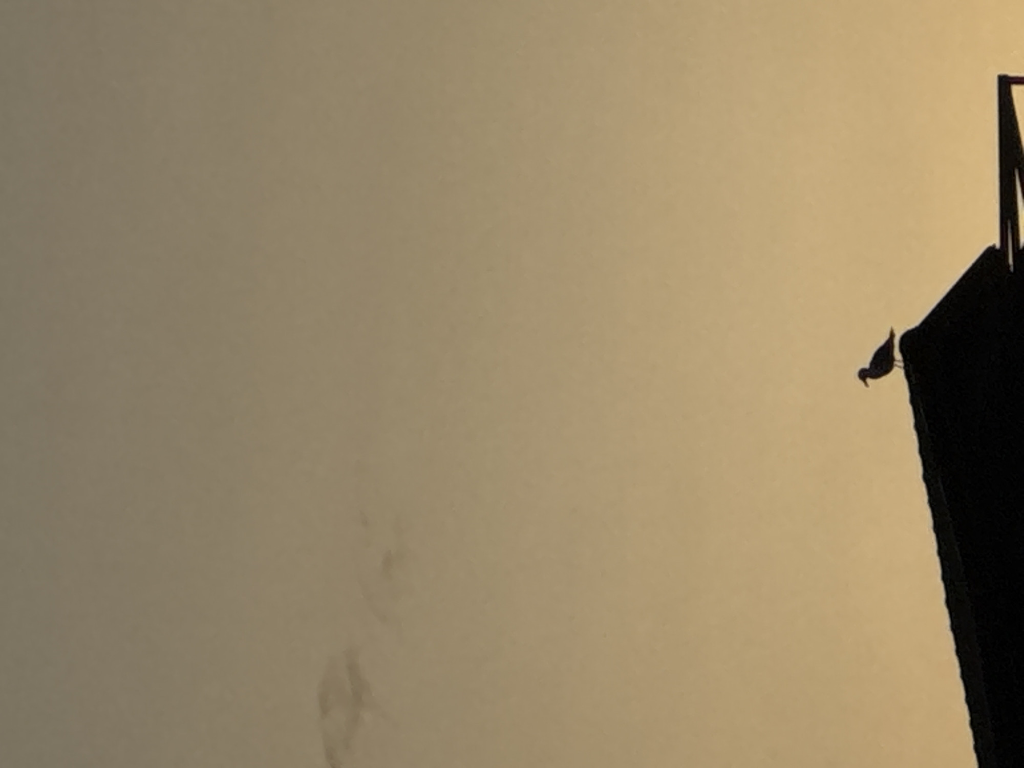 A dark silhouette of a building occupies the right portion of the frame against a uniformly tan sky. A bird is perched on the edge of the building near the top. No other people, subjects, or objects are visible. The image's location is Tsarevo, Bulgaria.
