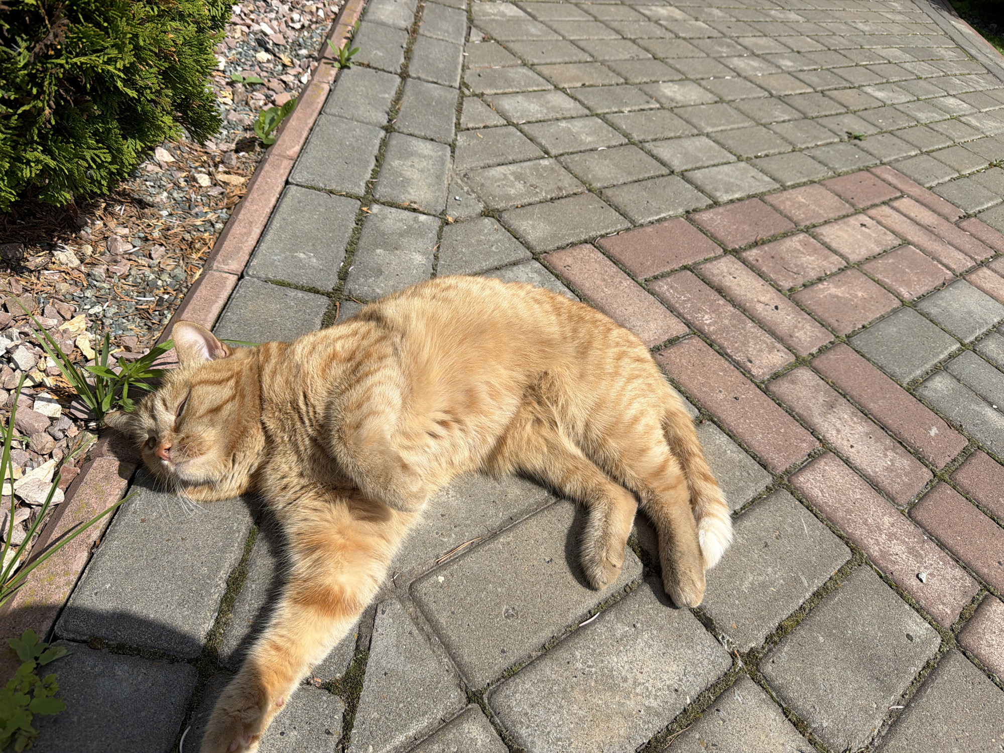 An orange tabby cat is captured resting peacefully on a paved pathway in an outdoor setting in Chaikovsky, Russia. The cat lies on its side, basking in bright sunlight, with its eyes closed or squinting, suggesting it is either sleeping or enjoying a sunbath. Its fur is a warm ginger color with subtle stripe patterns.
The pathway is constructed from interlocking paving stones, featuring a mix of gray and reddish-brown blocks arranged in a geometric pattern. Along the left edge of the pathway, there is a border of small, light-colored gravel and soil, next to which a vibrant green shrub or bush is visible. Sparse green vegetation and weeds can be seen growing both in the gravel area and between the paving stones.
The clear, strong sunlight casts distinct shadows, such as the one under the cat's head and paw, indicating it is likely mid-morning or afternoon on a sunny day. The overall impression is one of tranquility and warmth, with the cat appearing relaxed and content in its outdoor environment. No visible text is present in the image.