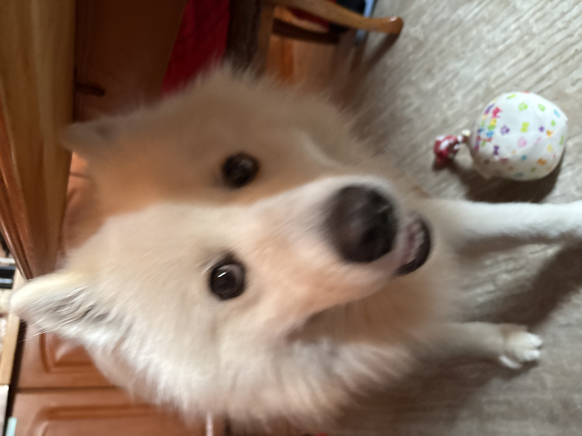 A close-up, slightly blurry, high-angle shot of a white dog. The dog, possibly a Samoyed, is facing the camera with its head tilted. It has dark eyes and a black nose. To the right of the dog is a small, spherical, white toy with multi-colored spots and a red fabric attachment. The background consists of flooring, a wooden chair, and a wooden cabinet. The location is Unknown, Unknown.