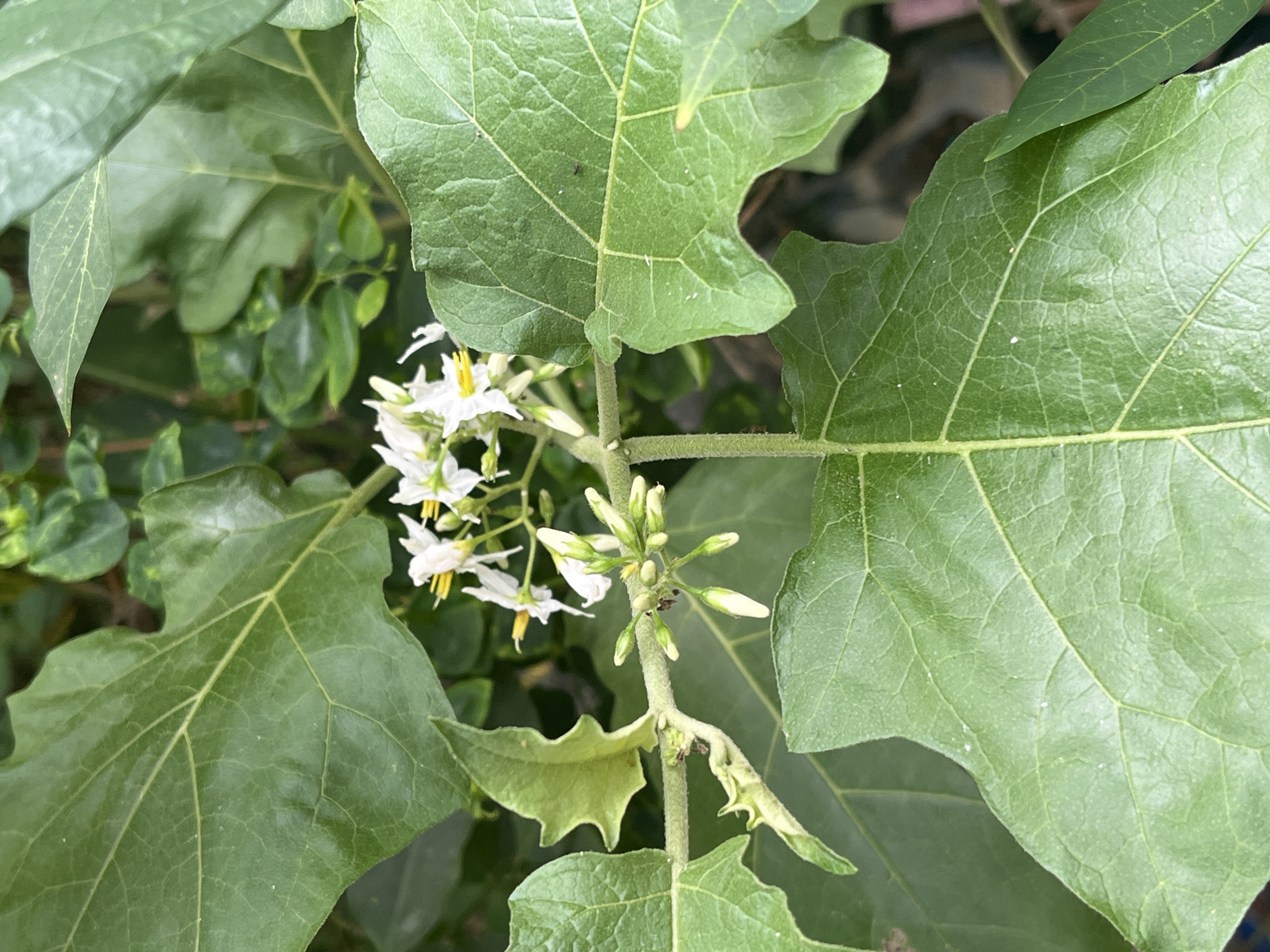 A close-up, eye-level shot captures a branch of a plant with large, green, lobed leaves. Several clusters of small, white, star-shaped flowers with yellow centers are in bloom on the branch, alongside unopened white buds. The background consists of more blurred green foliage. The image was taken in Meliau Hulu, Indonesia.