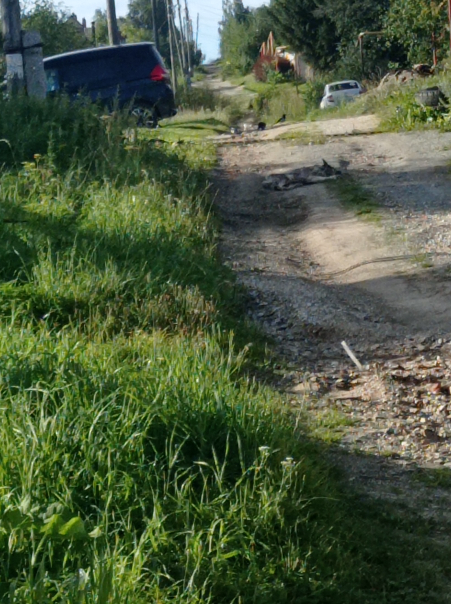 In the city of Degtyarsk, Russia, a desolate dirt road winds through a rural landscape. To the left, a dark blue minivan is parked on the grassy shoulder, its rear end partially obscured by overgrown vegetation. Further up the road, a small white car is visible, and beyond that, a dilapidated wooden structure stands against a backdrop of trees. In the center of the road, a dog lies still, its body appearing lifeless. A few birds are scattered nearby, and various debris litters the ground. The scene is bathed in bright sunlight, casting shadows across the uneven terrain.