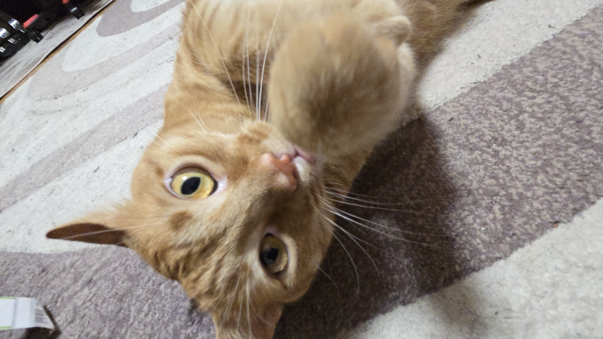 An orange tabby cat is lying on its back on a carpeted floor, facing the camera. The cat's head is tilted, and its eyes are wide open, looking directly at the viewer. Its mouth is slightly open, revealing a pink tongue. The cat's body is mostly out of frame, but its front paws are visible, one of which is raised. The carpet has a striped pattern of beige, light gray, and dark gray. In the upper left corner, part of a dark object with red accents, possibly furniture or a piece of electronics, is visible. In the lower left corner, a white object with some text or markings on it is partially visible. The lighting suggests an indoor environment.