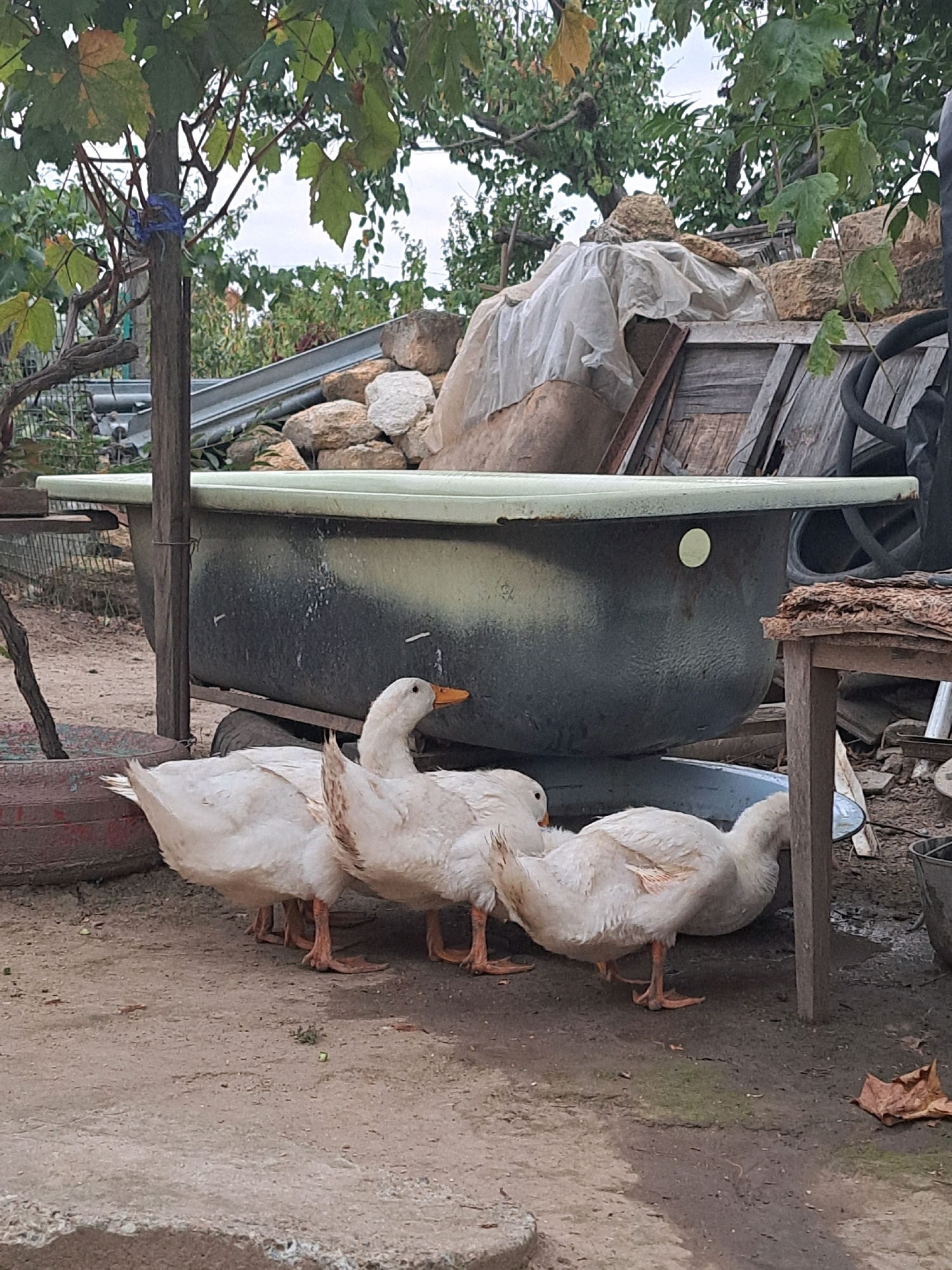 Four white domestic ducks are gathered around a large, old, repurposed bathtub filled with water. The bathtub, painted dark gray with splotches of lighter gray and green, is resting on a makeshift wheeled trailer. The scene appears to be outdoors, with a dirt and gravel ground. In the background, there are various objects suggesting a yard or storage area, including a wooden structure, a pile of rocks covered with white sheeting, and some greenery from trees and bushes. The ducks are standing on the ground, with some leaning towards the water in the bathtub. One duck in the foreground is facing left, with its head slightly raised. The overall impression is of a rural or semi-rural setting, likely in the city of Vypasne, Ukraine, where the animals are being provided with water.