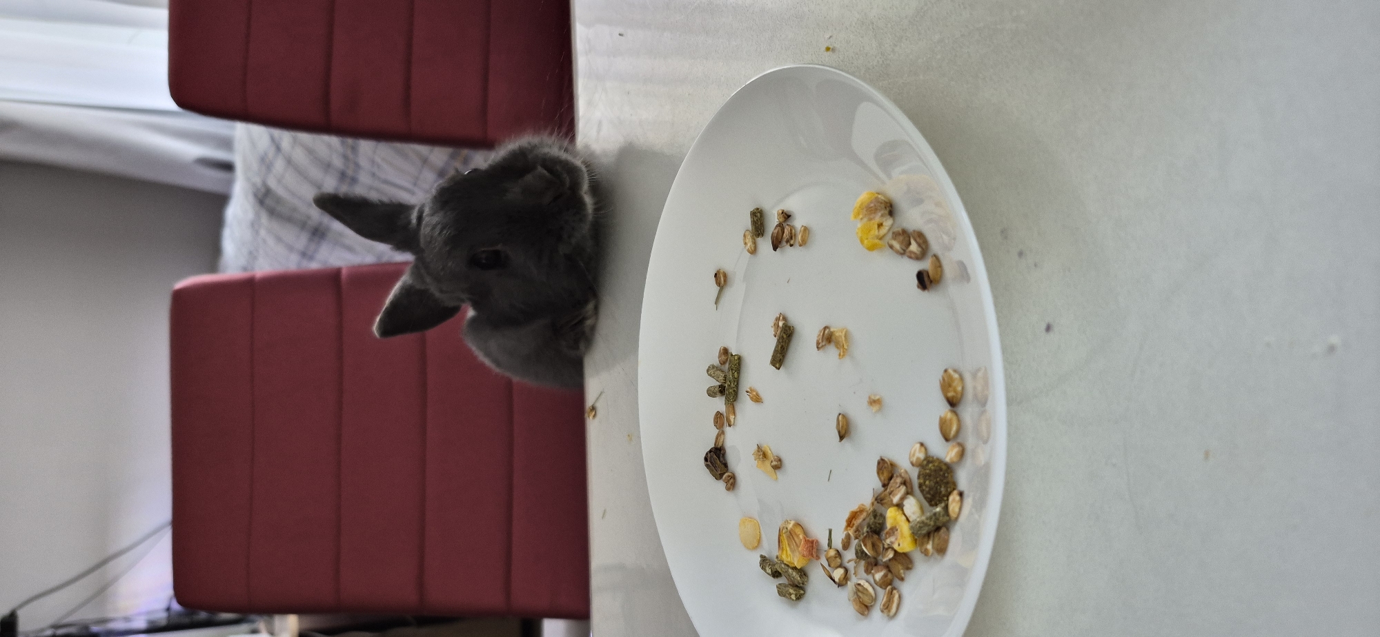 The image shows a close-up, rotated view of a grey rabbit peering over the edge of a white plate filled with various types of dry rabbit food. The rabbit's head and front paws are visible as it looks down at the food. The plate is placed on a light-colored surface, possibly a table. In the background, there are out-of-focus red upholstered chairs. The scene appears to be indoors, with what looks like natural light coming from the left side of the frame, suggesting it's daytime. There is no visible text in the image. The overall impression is of a domestic setting where a pet rabbit is about to eat.