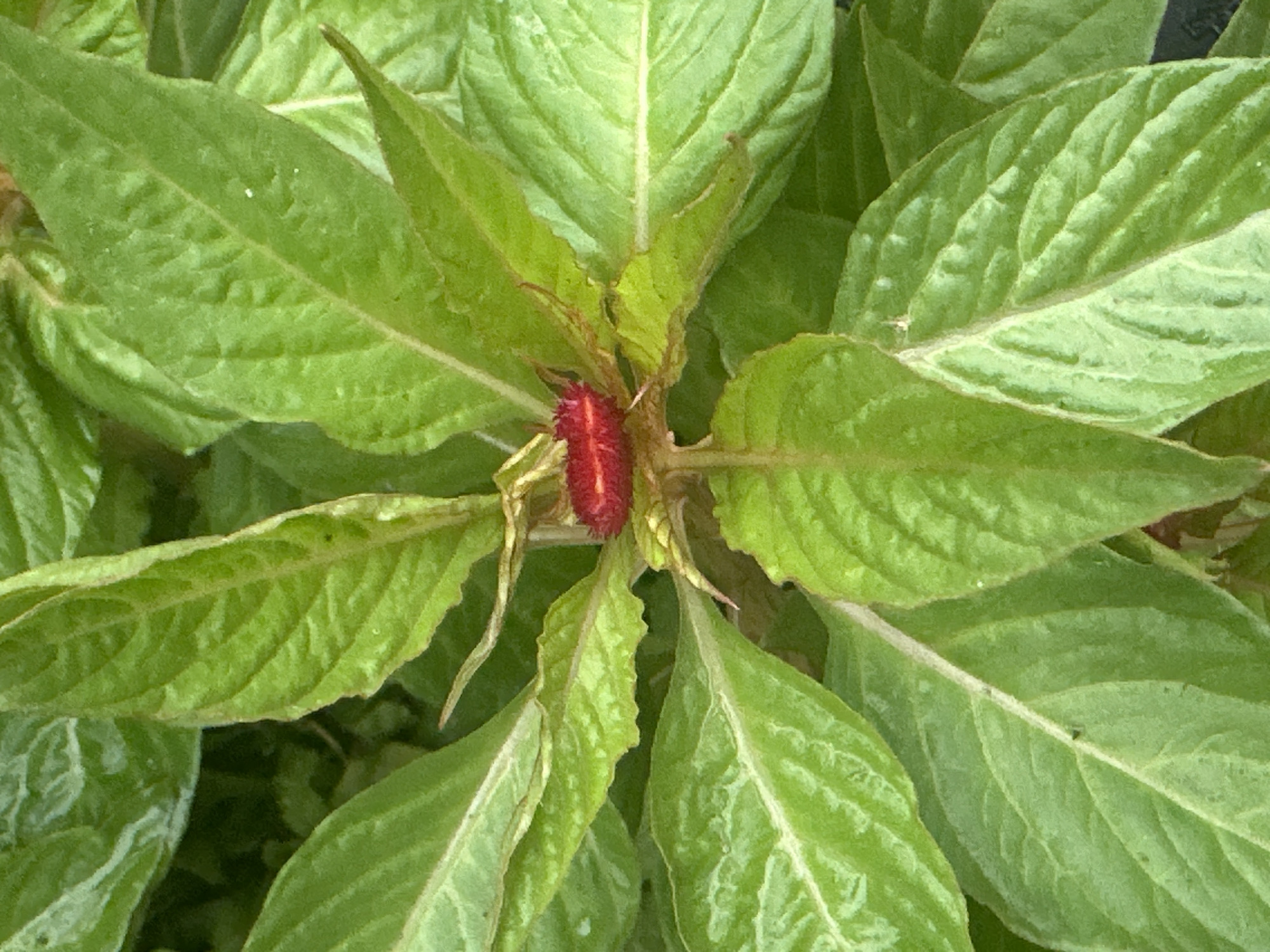 This is a close-up, top-down photograph of a bright red caterpillar nestled amongst lush green leaves. The caterpillar is segmented and appears fuzzy, with a vibrant red color that stands out against the softer green foliage. The leaves are broad and have a slightly textured surface with visible veins. Some leaves are partially unfurled, revealing younger growth at the center of the image where the caterpillar is located. The overall impression is of a natural, outdoor setting, likely a garden or wild vegetation. The lighting suggests it could be daytime, with natural light illuminating the scene. There is no text visible in the image. The location context provided is Myrza-Ake, Kyrgyzstan.
