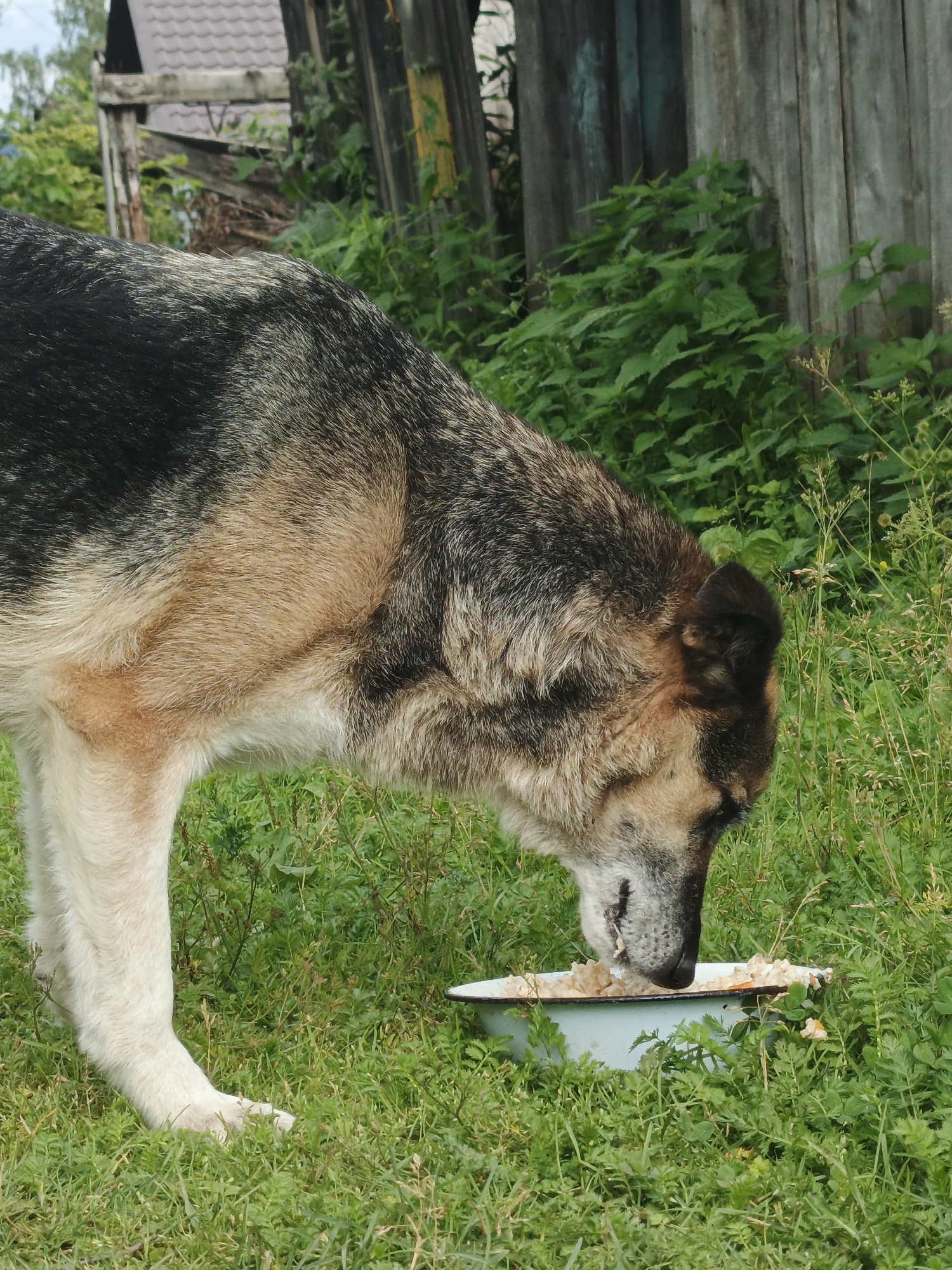 A German Shepherd is eating from a white bowl placed on the ground in a grassy yard. The dog has a mix of black, brown, and tan fur. Behind the dog, a weathered wooden fence stands tall, with green foliage growing around it. In the background, a house with a brown roof is partially visible. The overall scene appears to be in a rural or semi-rural setting, possibly in Medvedyovka, Russia.