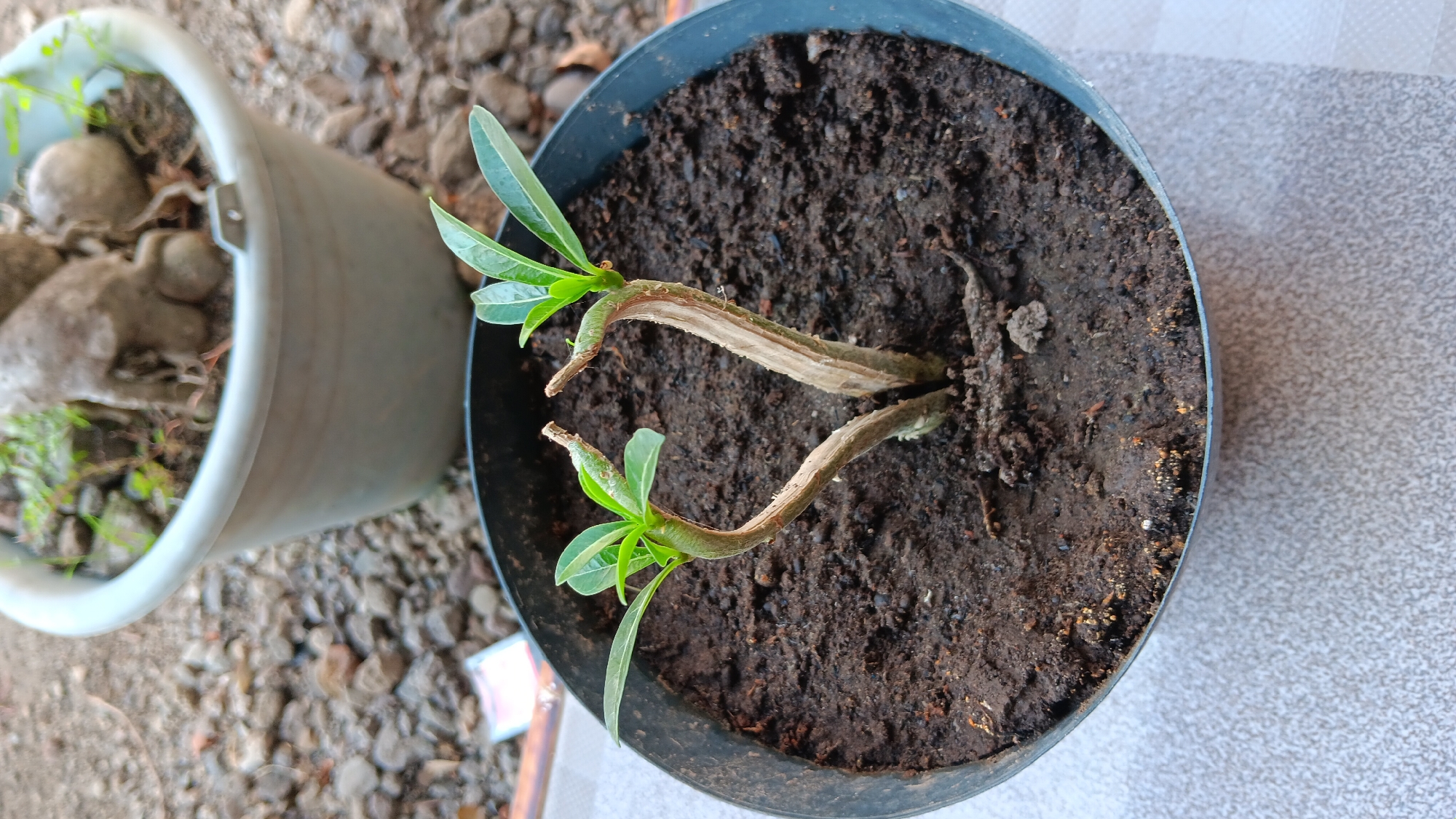 In Sonobekel, Indonesia, a close-up, eye-level shot captures two young desert rose plants emerging from a dark soil-filled pot. The plants, with their distinctively bent, woody stems, showcase vibrant green leaves at their tips. The pot, a dark circular container, sits on a patterned surface. In the blurred background, another larger pot contains a mature plant with a thick, gnarled trunk and some green foliage, placed on a surface of small grey rocks and dirt. The overall scene is outdoors, with a focus on plant life and soil.