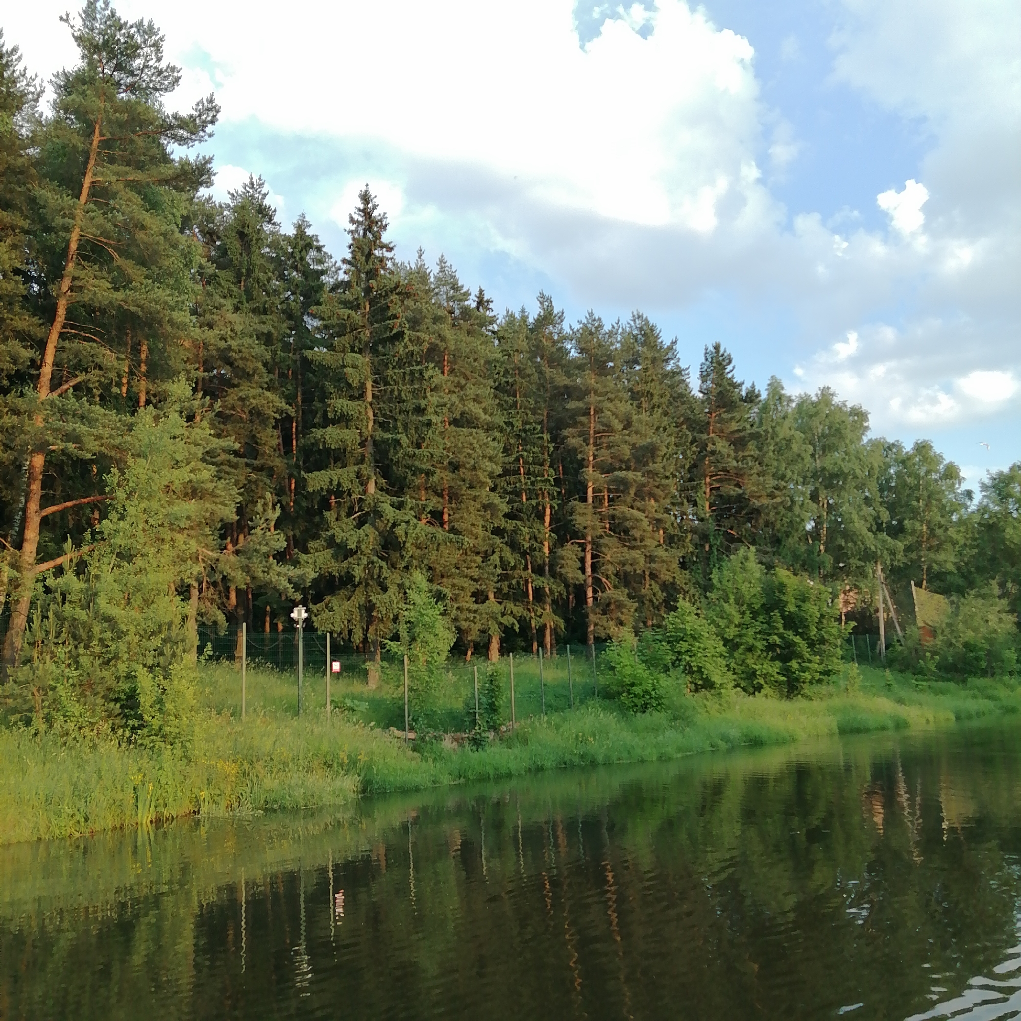A serene natural landscape scene is captured at a reflective body of water in Trubacheyevka, Russia. The foreground is dominated by the dark, rippling surface of the water, mirroring the dense evergreen forest that lines the opposite bank. Tall pine and spruce trees form a thick canopy, their dark green foliage contrasting with the lighter green undergrowth and tall grasses that grow along the water's edge. A thin wire fence runs along the embankment, with occasional posts and a sign. The sky above is a mix of pale blue and fluffy white clouds, illuminated by natural light, suggesting it is either early morning or late afternoon. No people are visible in the image.