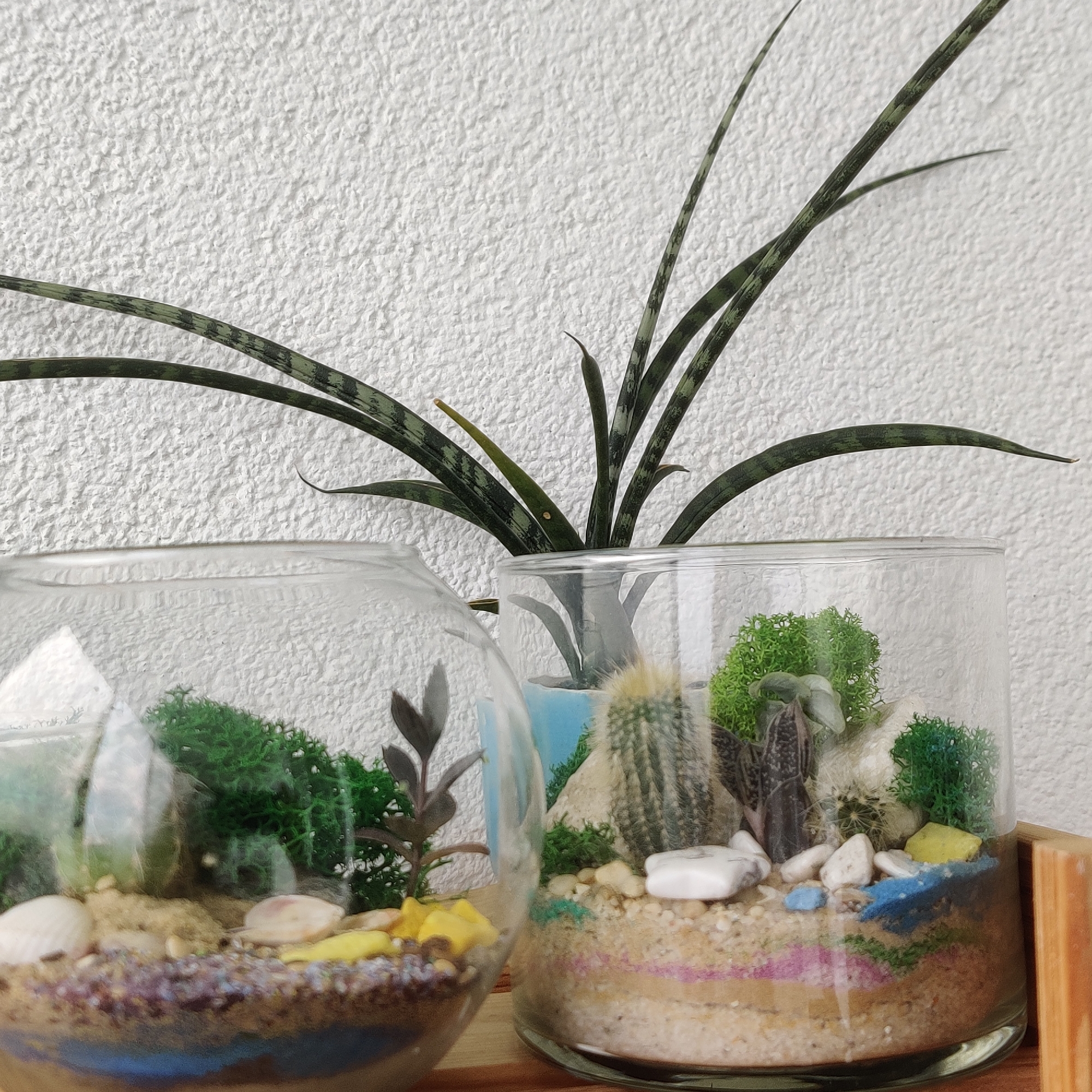 The image displays a close-up view of two glass terrariums with miniature desert-like landscapes, placed against a textured white wall. A tall, slender plant with long, striped green leaves arches over the terrariums from behind.
The terrarium on the left is spherical and partially obscured. It contains layers of sand in various colors, including blue, purple, and beige. Small white shells, yellow star-shaped objects, and green mossy structures are visible within the sand. A small, dark-leaved plant with thin stems grows towards the top of this terrarium.
The terrarium on the right is cylindrical. It also features layered sands with pink and blue accents. Prominent within this terrarium are a cactus, a smaller fuzzy cactus, and a dark-leaved succulent with striped patterns. Green moss, white pebbles, and a few colorful blue and yellow decorative stones are scattered throughout. A pale blue object, possibly a container, is visible behind the plants in this terrarium.
The overall scene is indoor, with a bright, diffused light source, suggesting it might be daytime near a window or under artificial lighting. The backdrop is a rough, stucco-like white wall, common in interior spaces. No geographical indicators specific to Yekaterinburg, Russia, are present in the image; it's a general indoor setting. There are no people or animals visible. The focus is on the intricate details of the handcrafted terrariums.